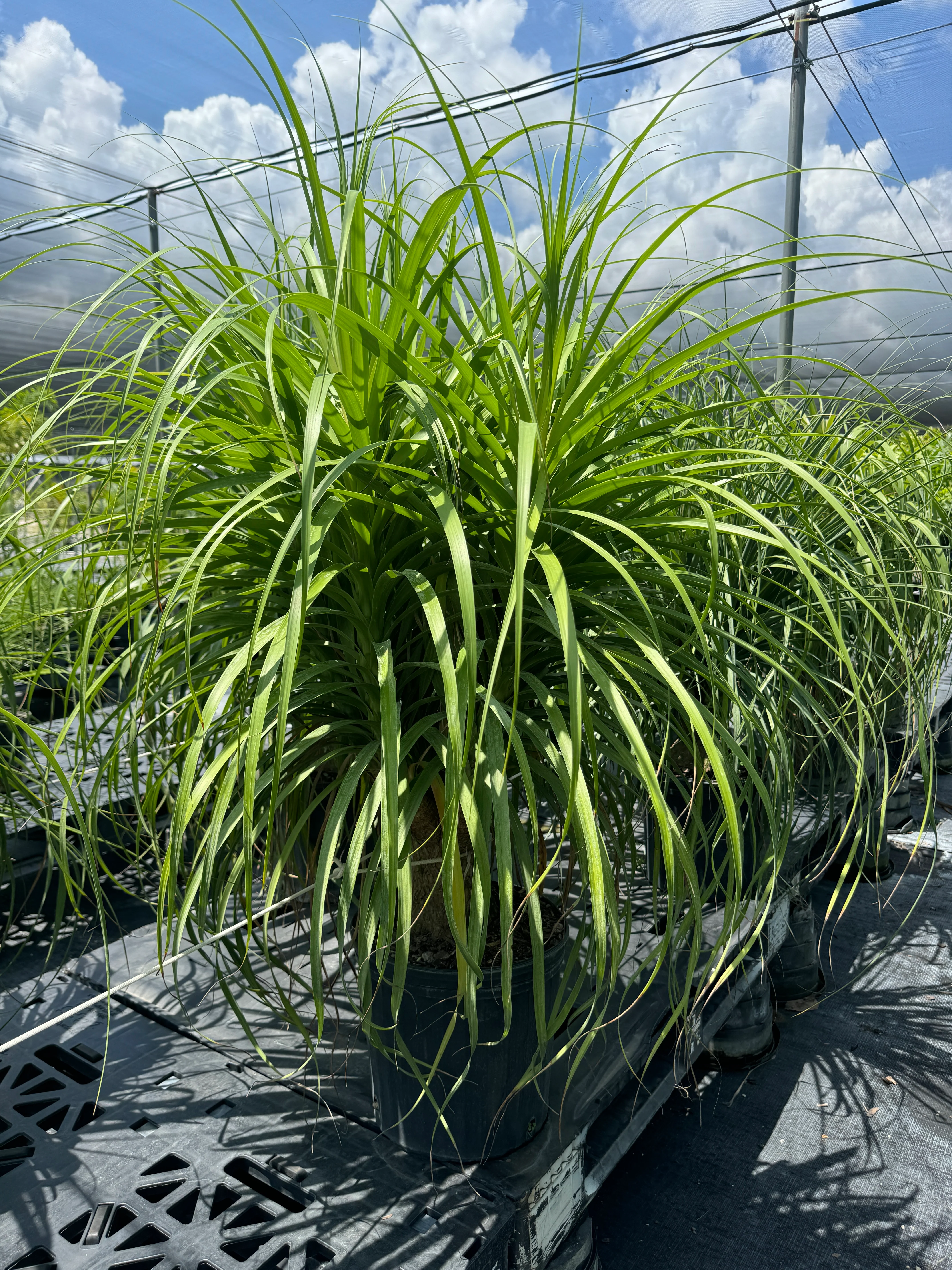 Ponytail Palm Bonsai, Elephant's Foot Palm - Image 4