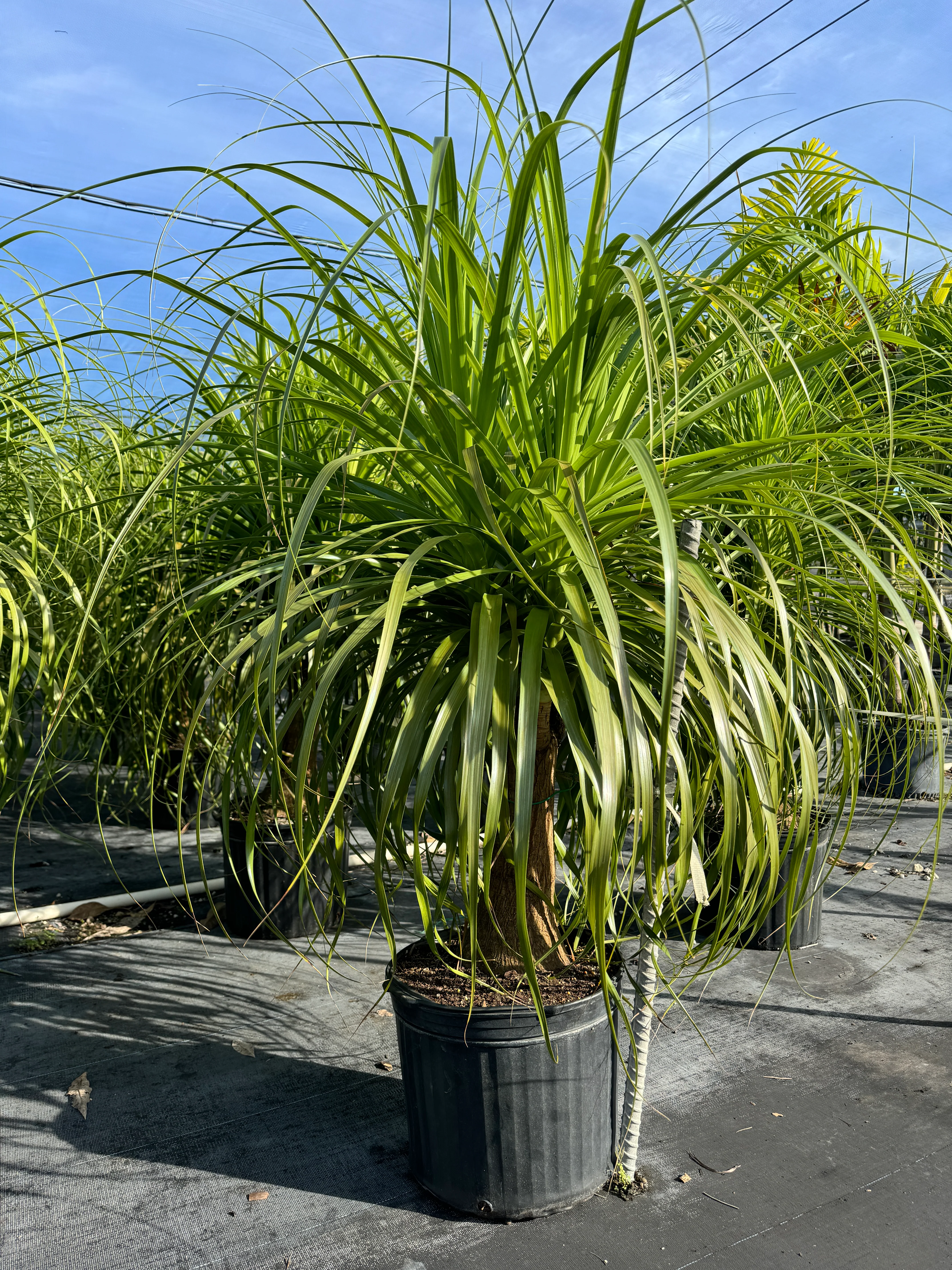 Ponytail Palm Bonsai, Elephant's Foot Palm - Image 6
