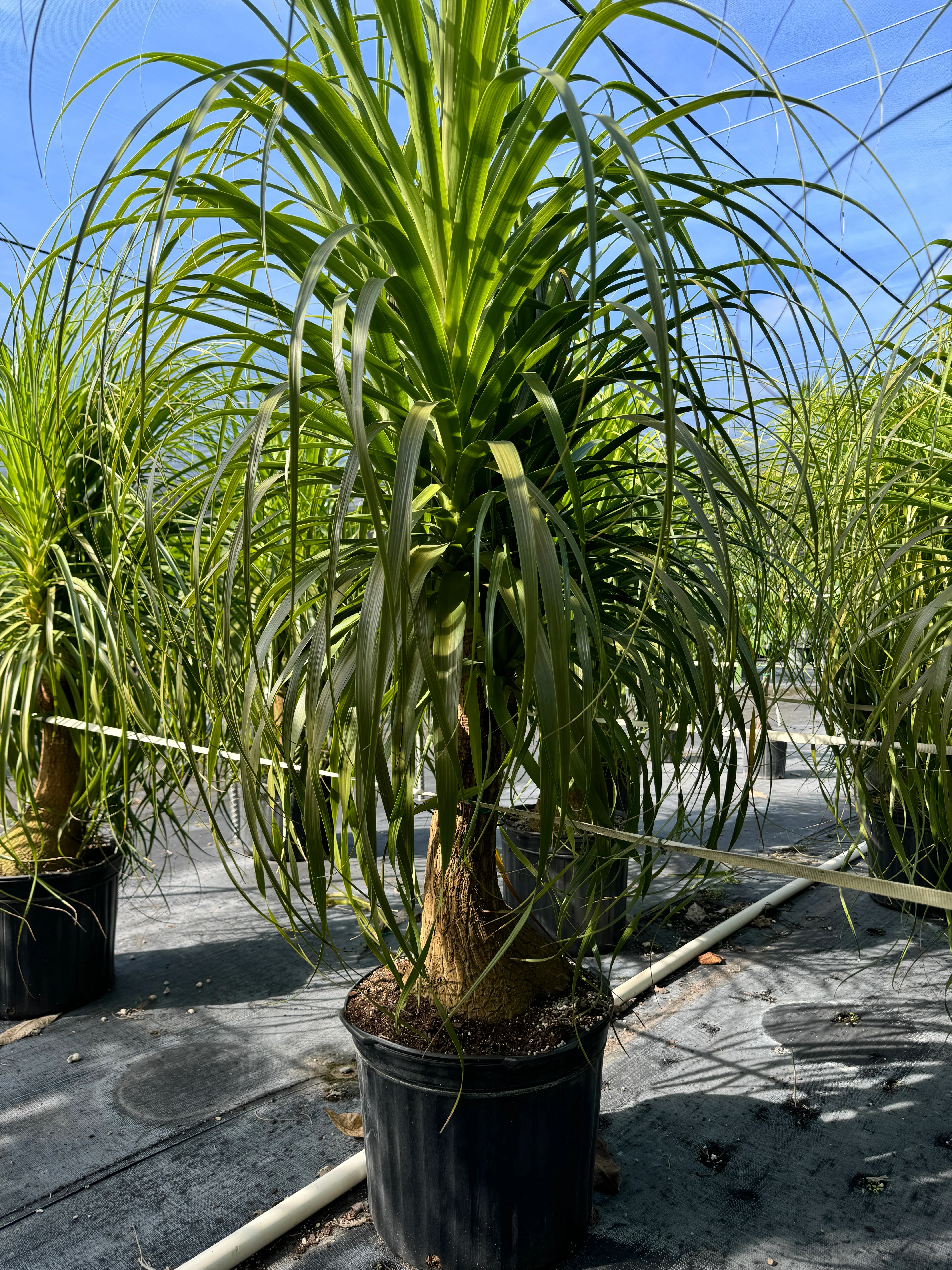 Ponytail Palm Bonsai, Elephant's Foot Palm - Image 7