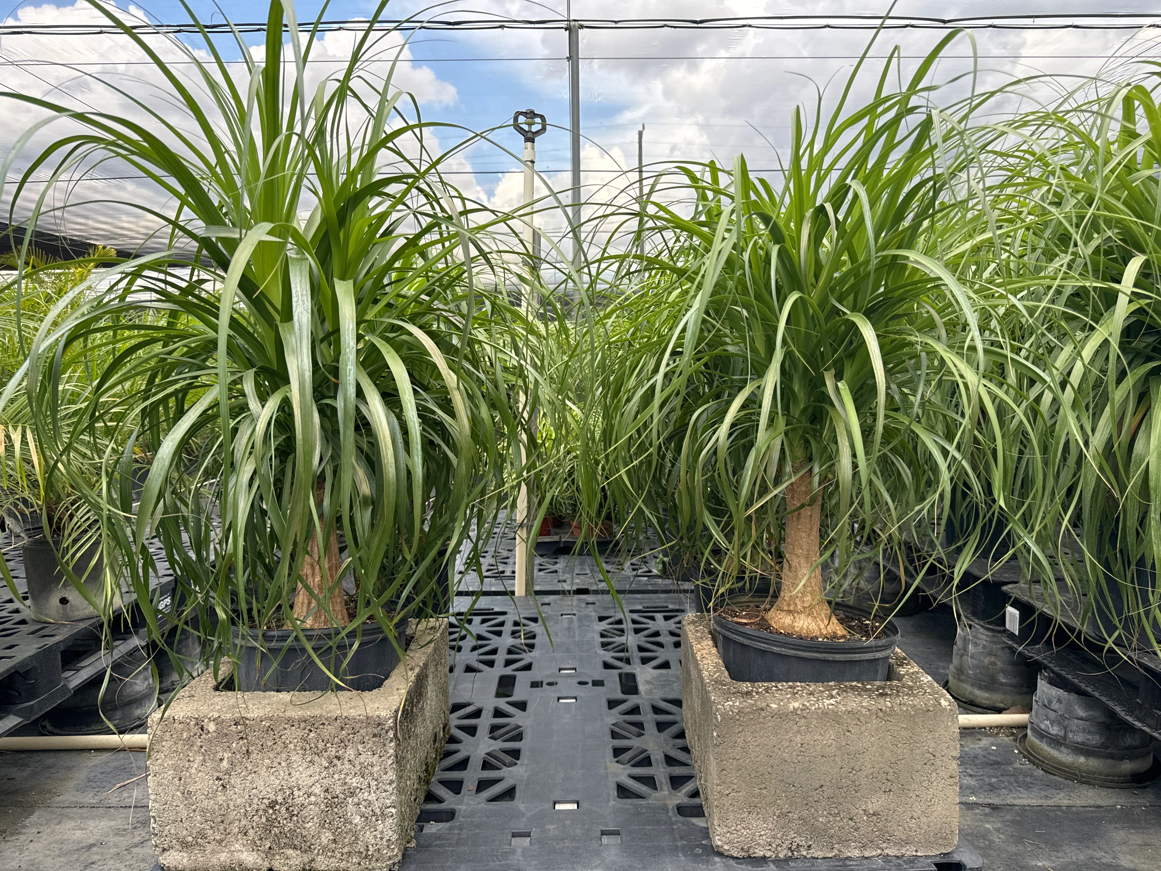 Ponytail Palm Bonsai, Elephant's Foot Palm - Image 5