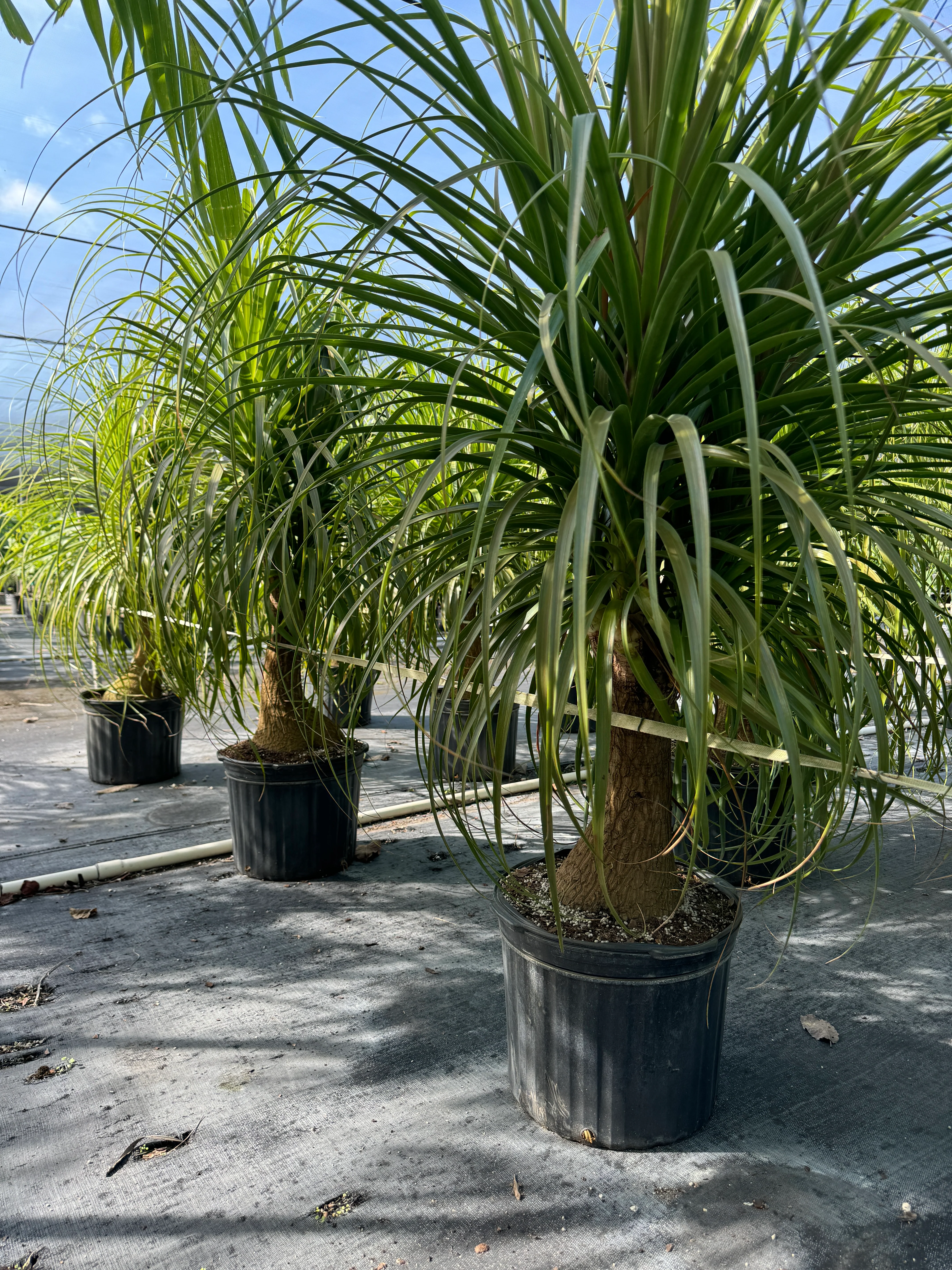 Ponytail Palm Bonsai, Elephant's Foot Palm - Image 8