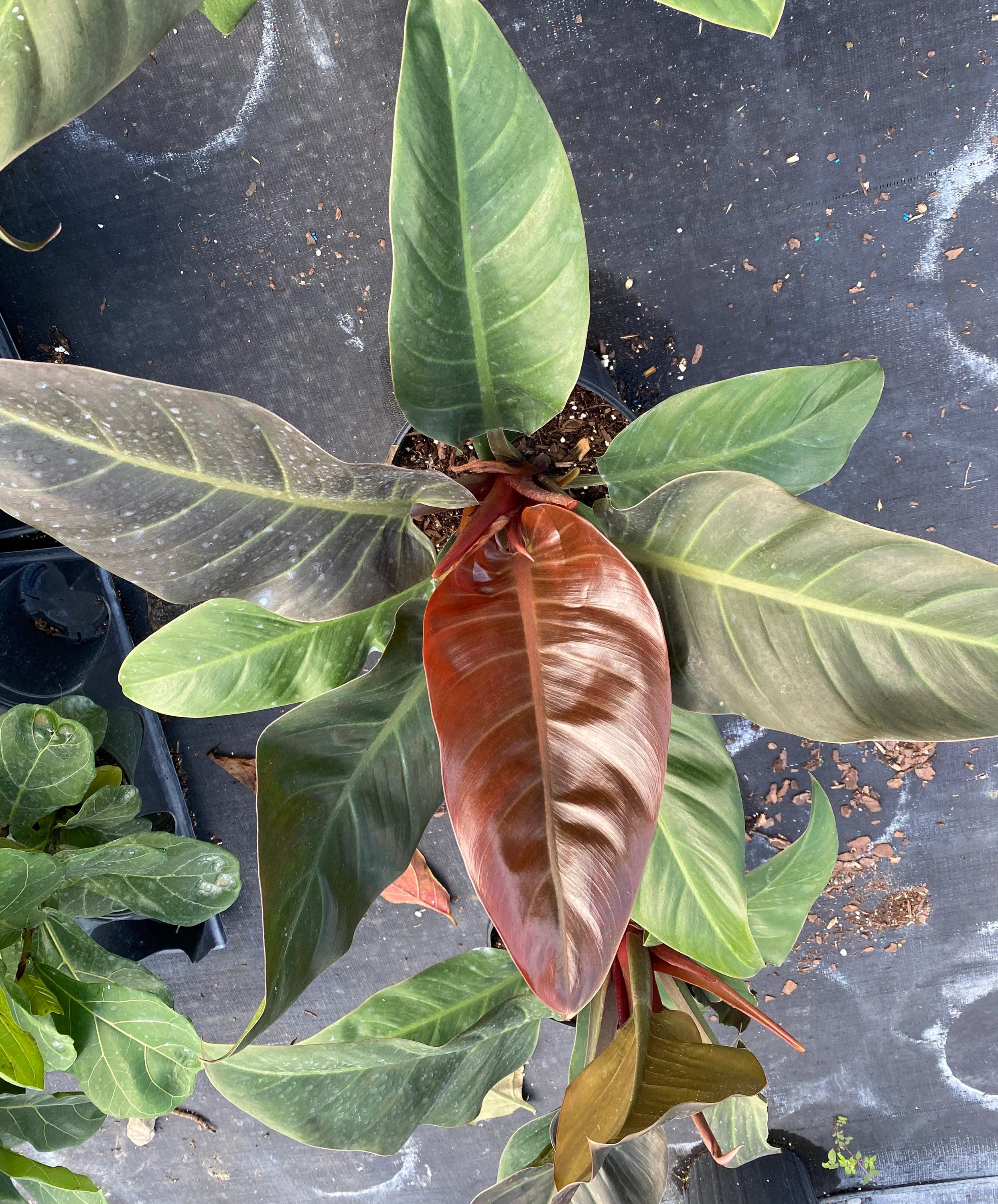 Philodendron Imperial Red - Image 4