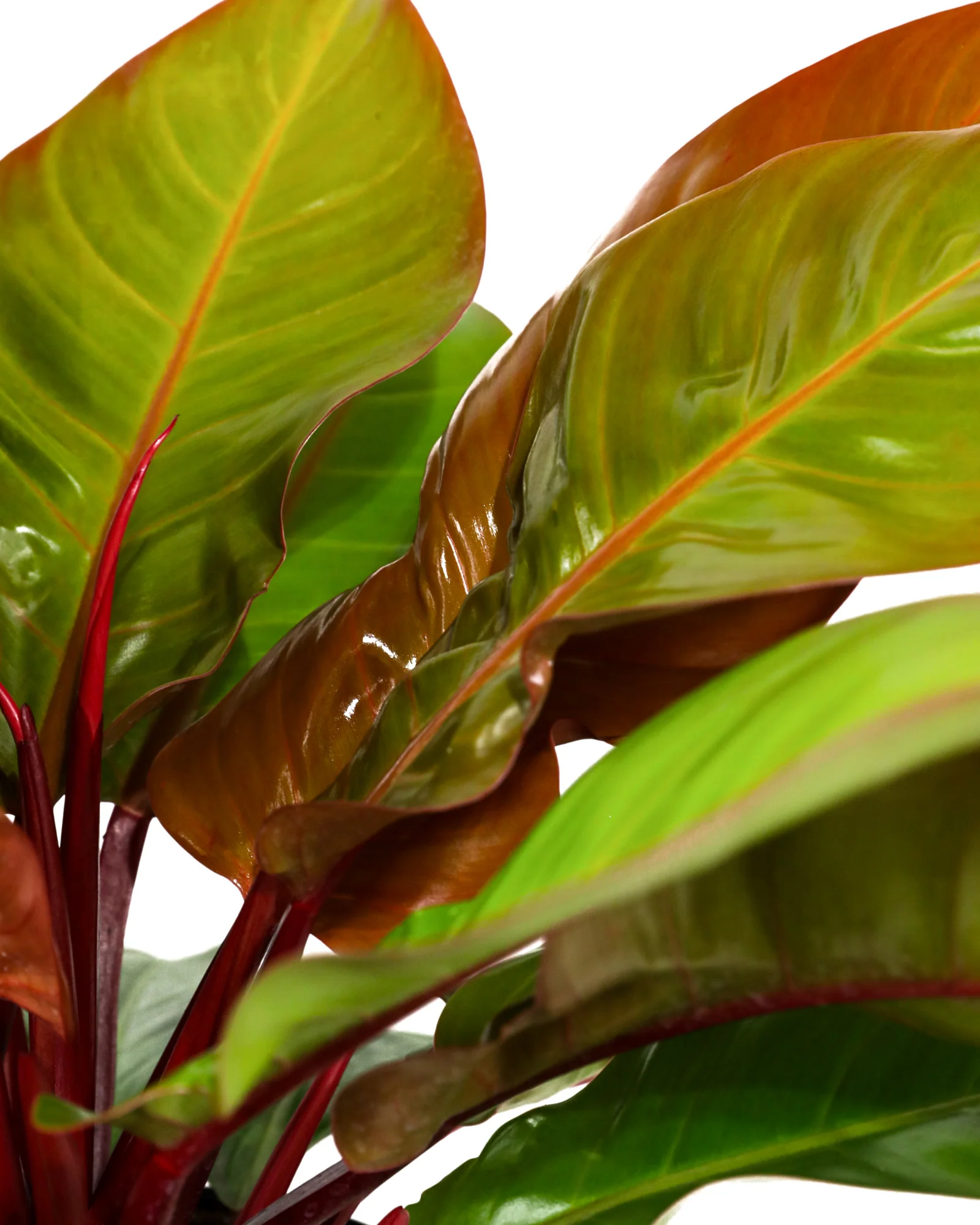 Philodendron McColley Finale - Image 3