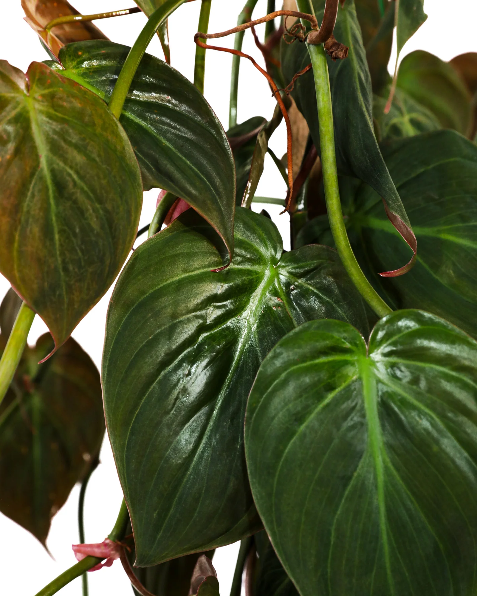 Philodendron Micans Plant Vines in Trellis - Image 3