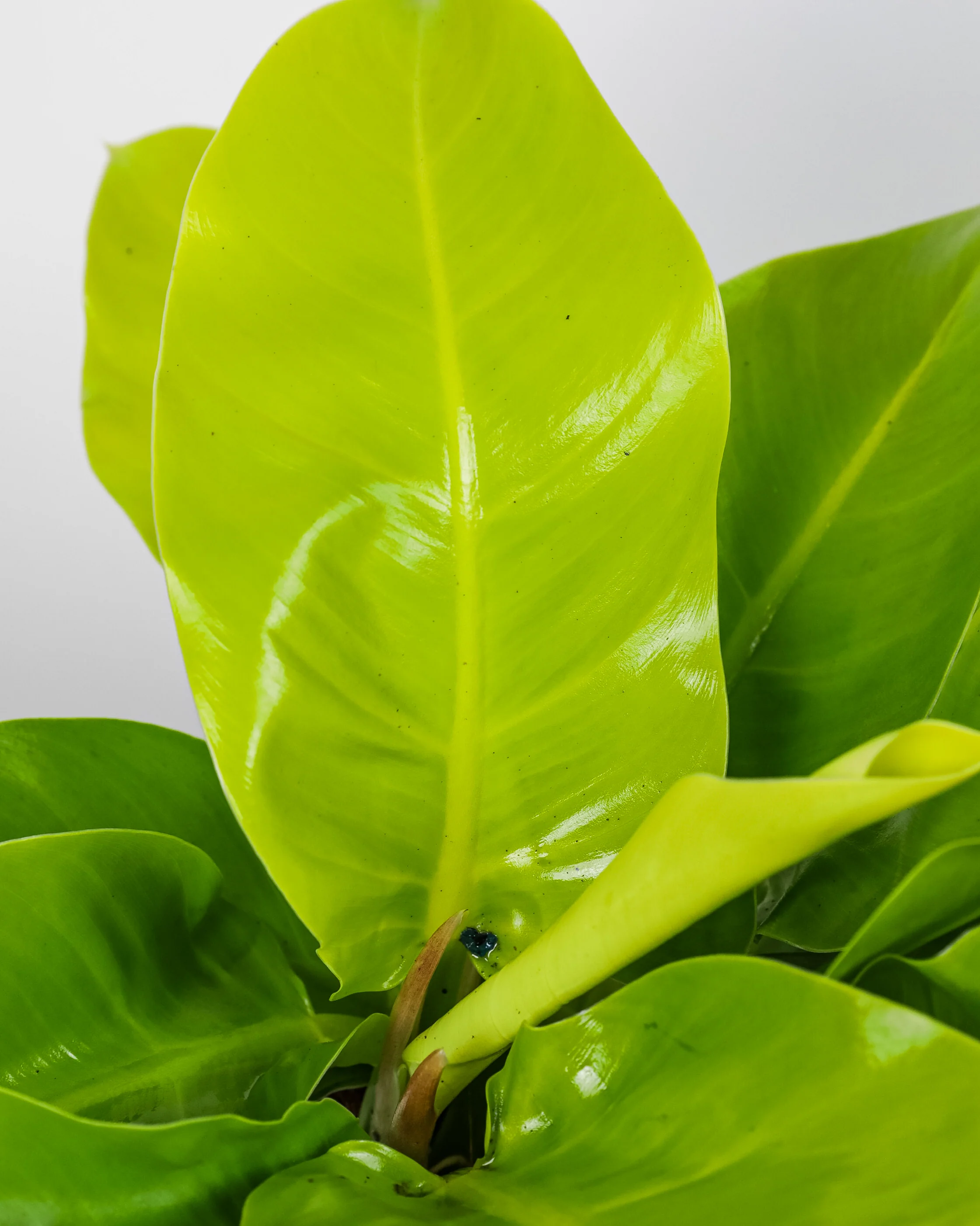 Philodendron Moonlight - Image 3