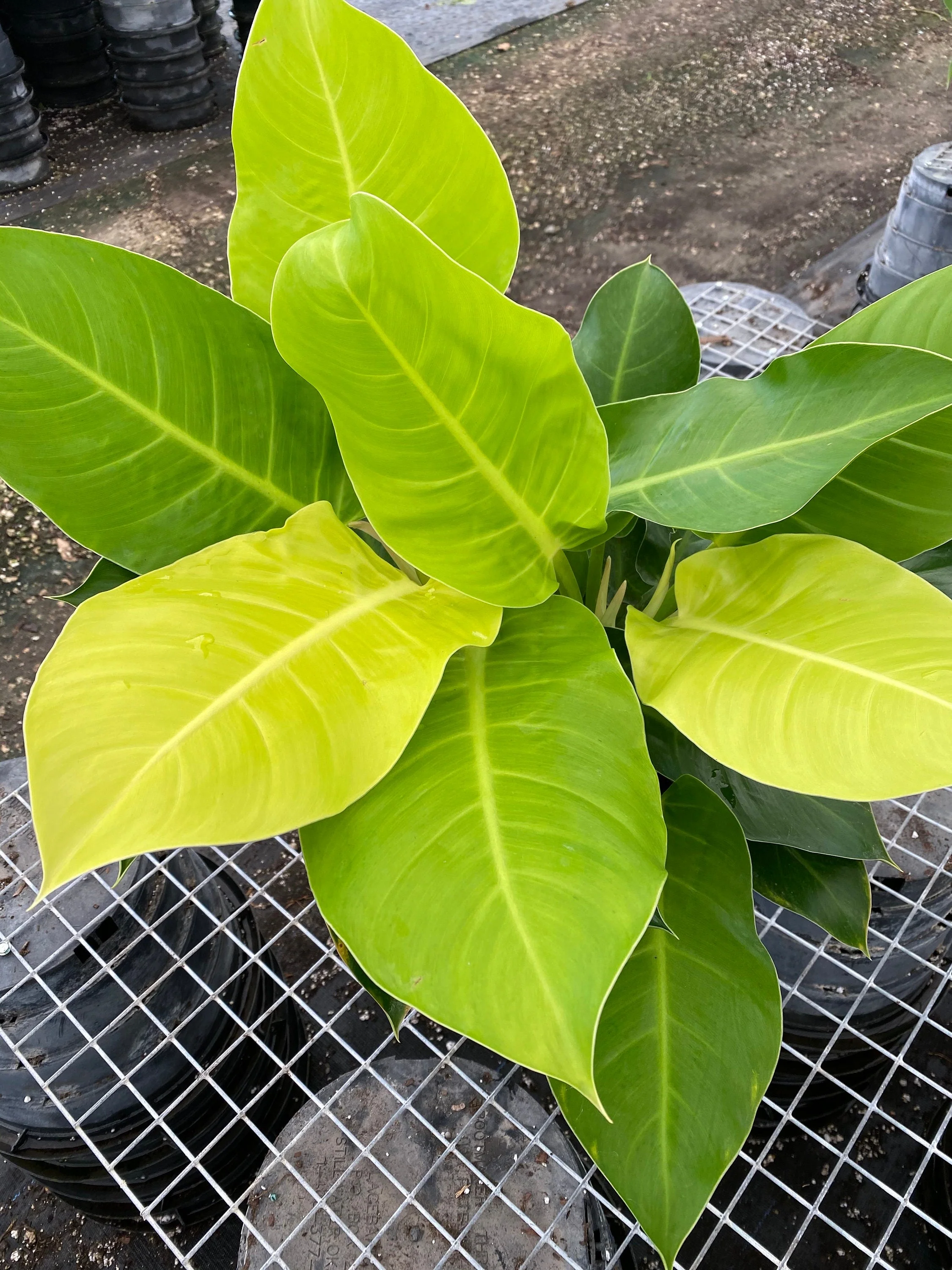 Philodendron Moonlight - Image 4