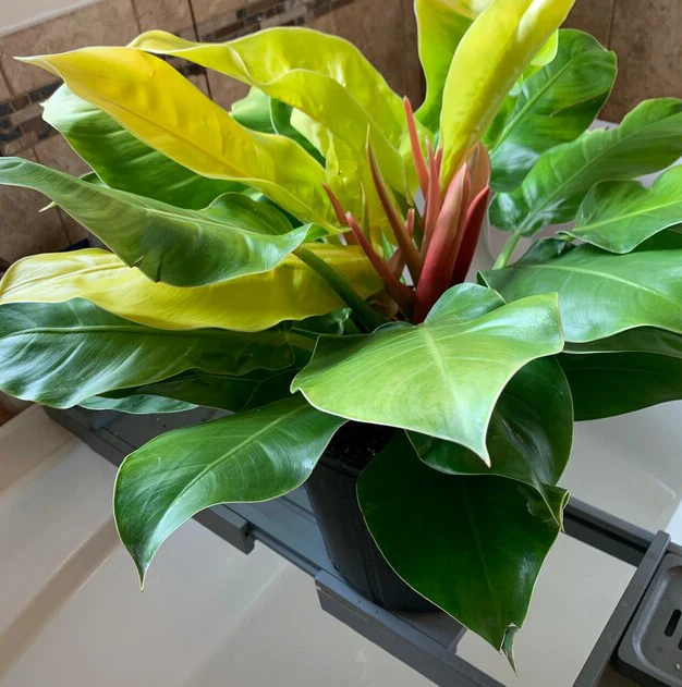 Philodendron Moonlight - Image 6