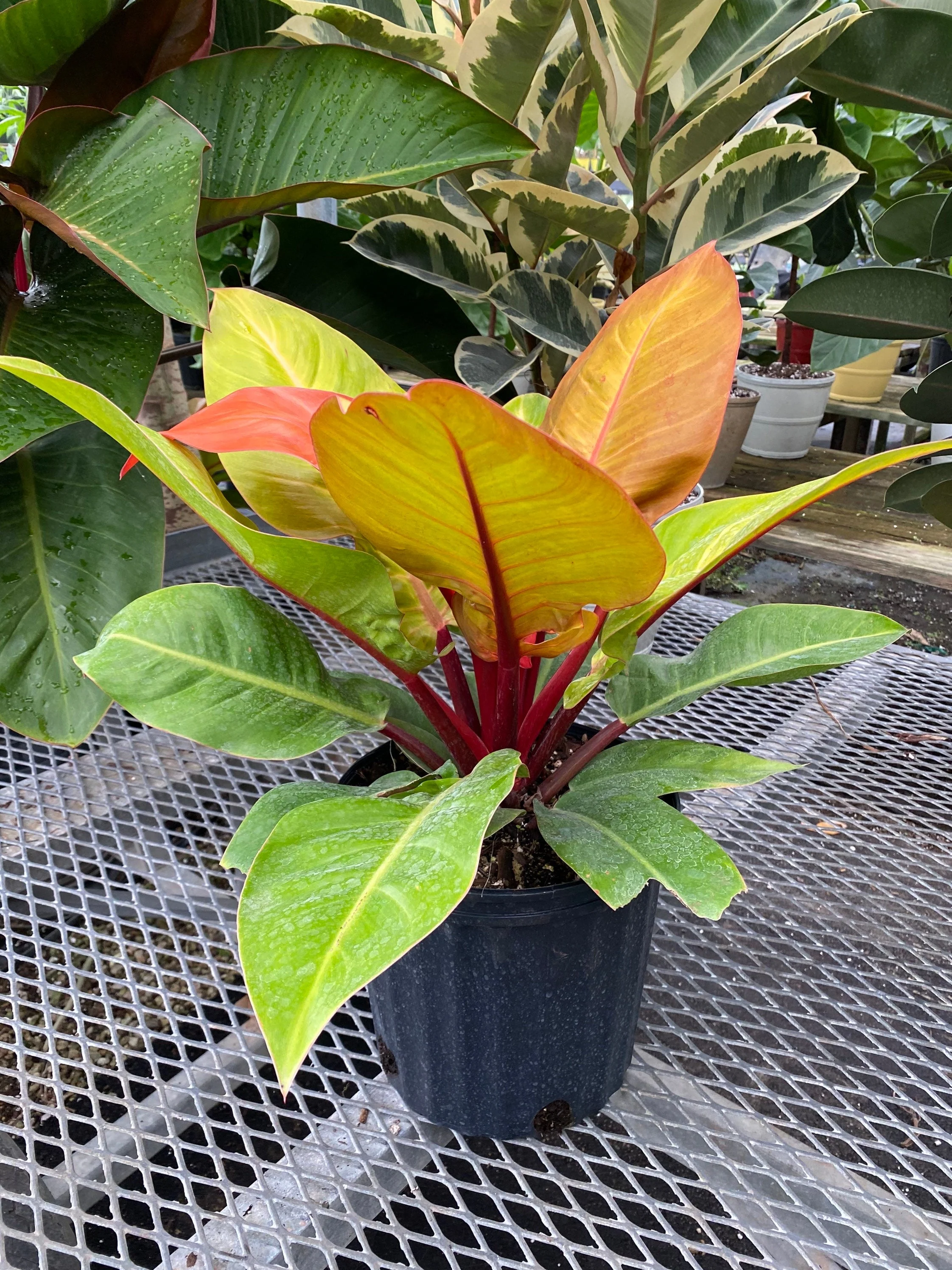 Philodendron Prince of Orange - Image 3