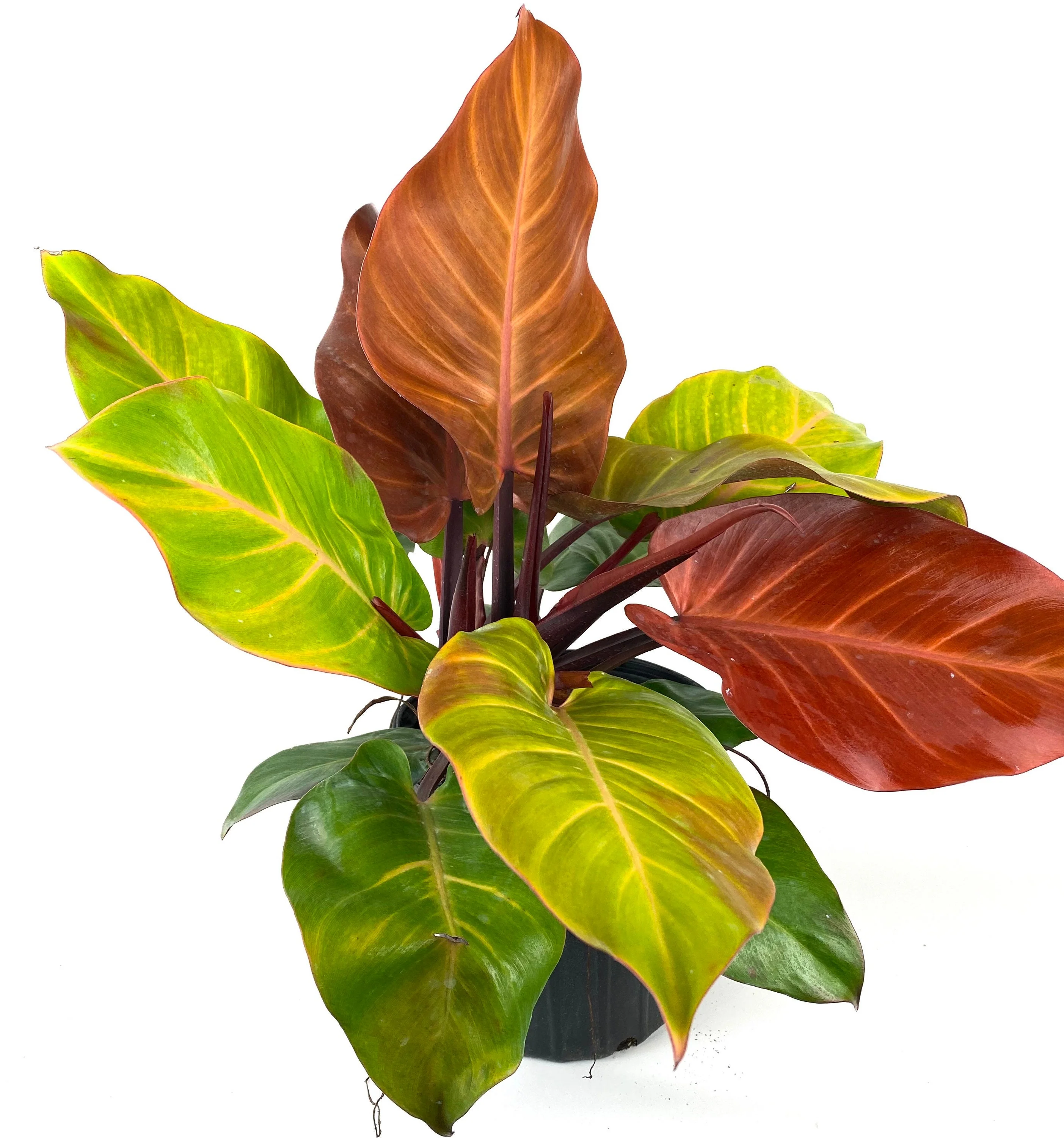 Philodendron Prince of Orange - Image 4