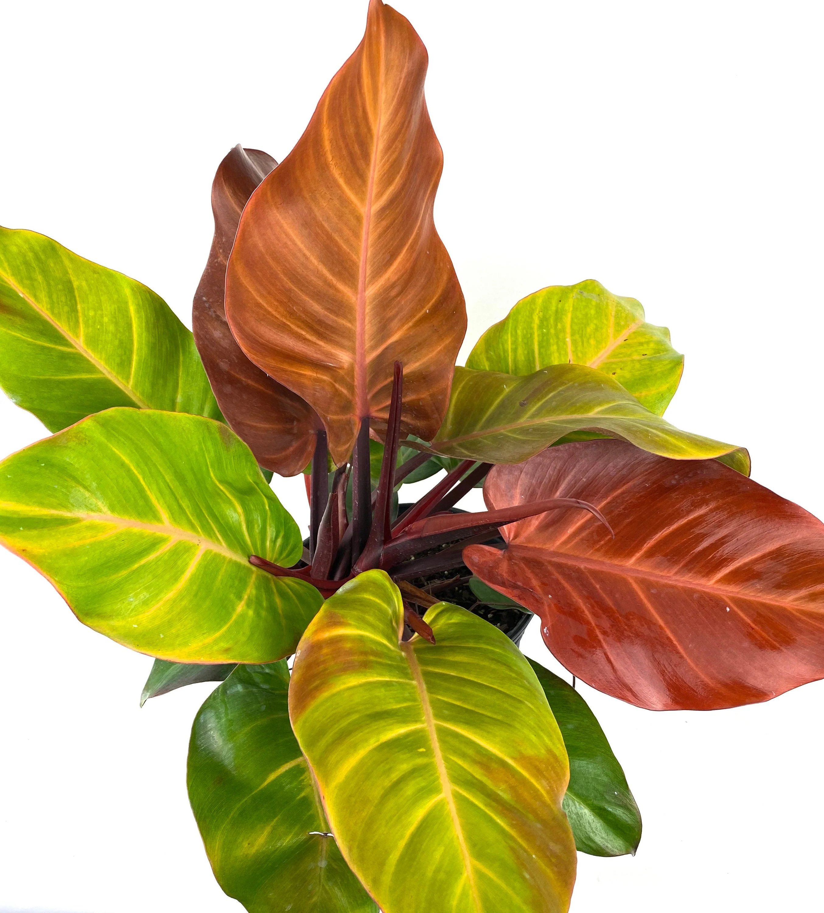 Philodendron Prince of Orange - Image 5