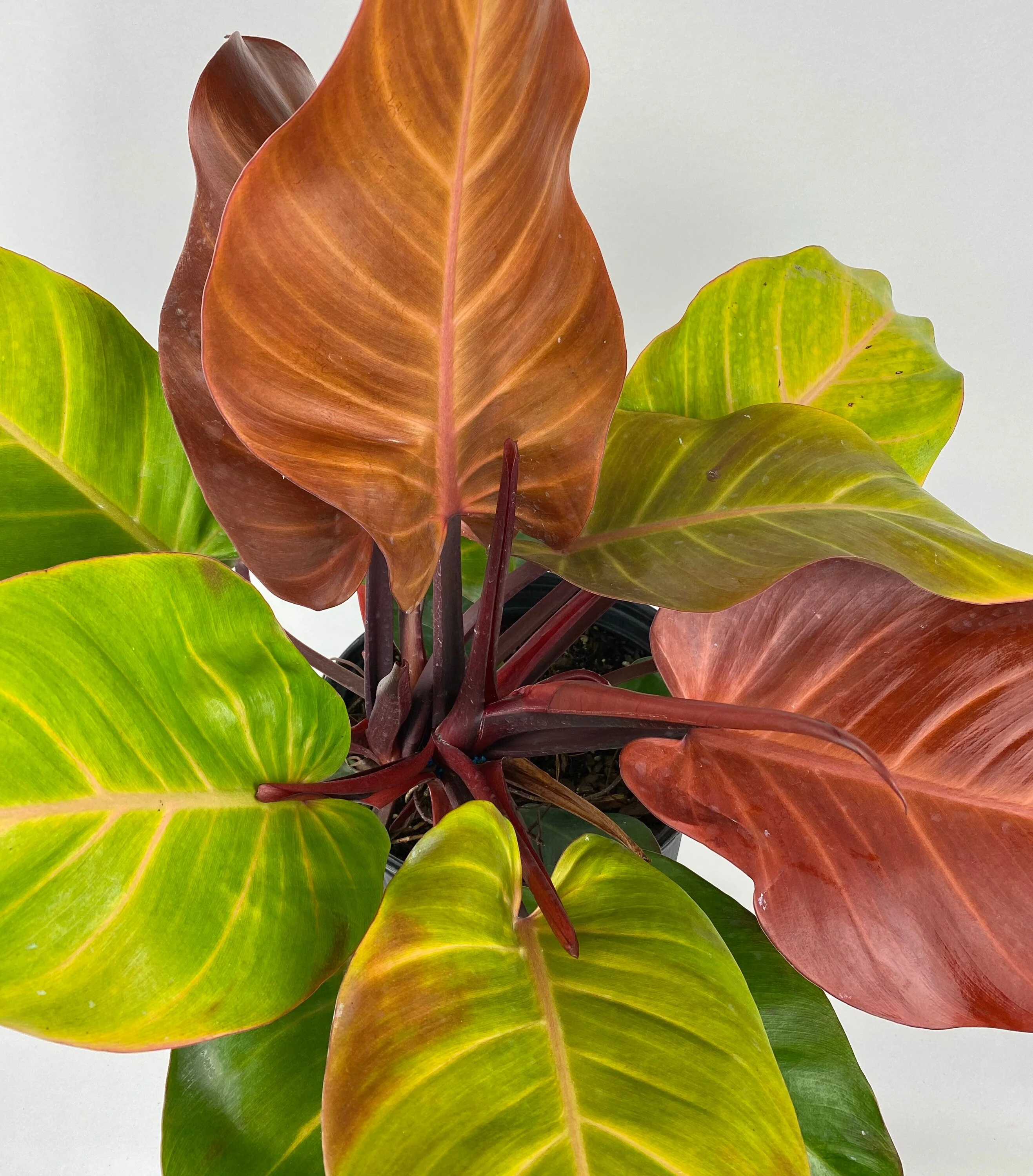 Philodendron Prince of Orange - Image 6