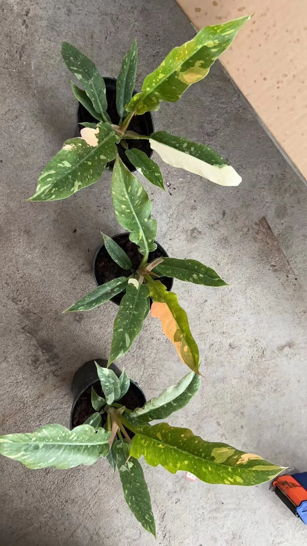 Philodendron Ring of Fire Variegated - Image 3