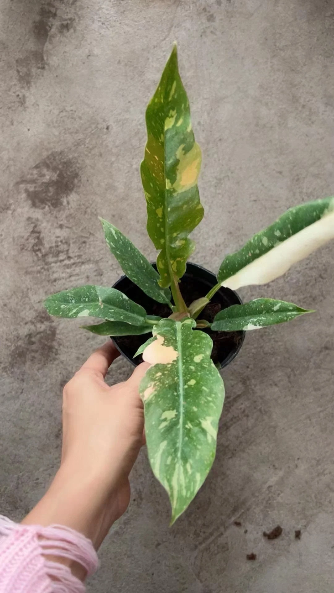 Philodendron Ring of Fire Variegated - Image 4