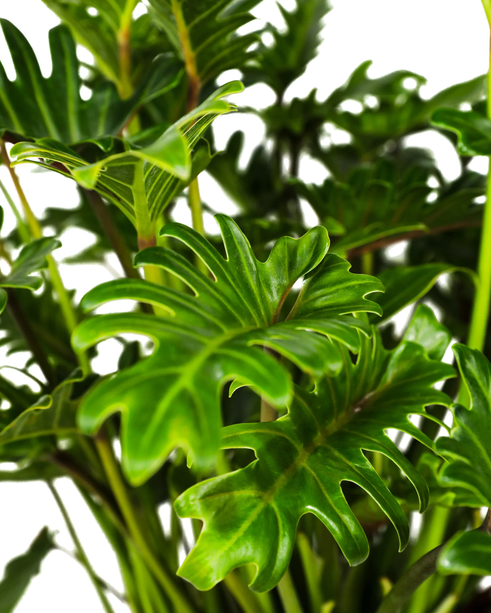 Philodendron Xanadu Winterbourn - Image 3