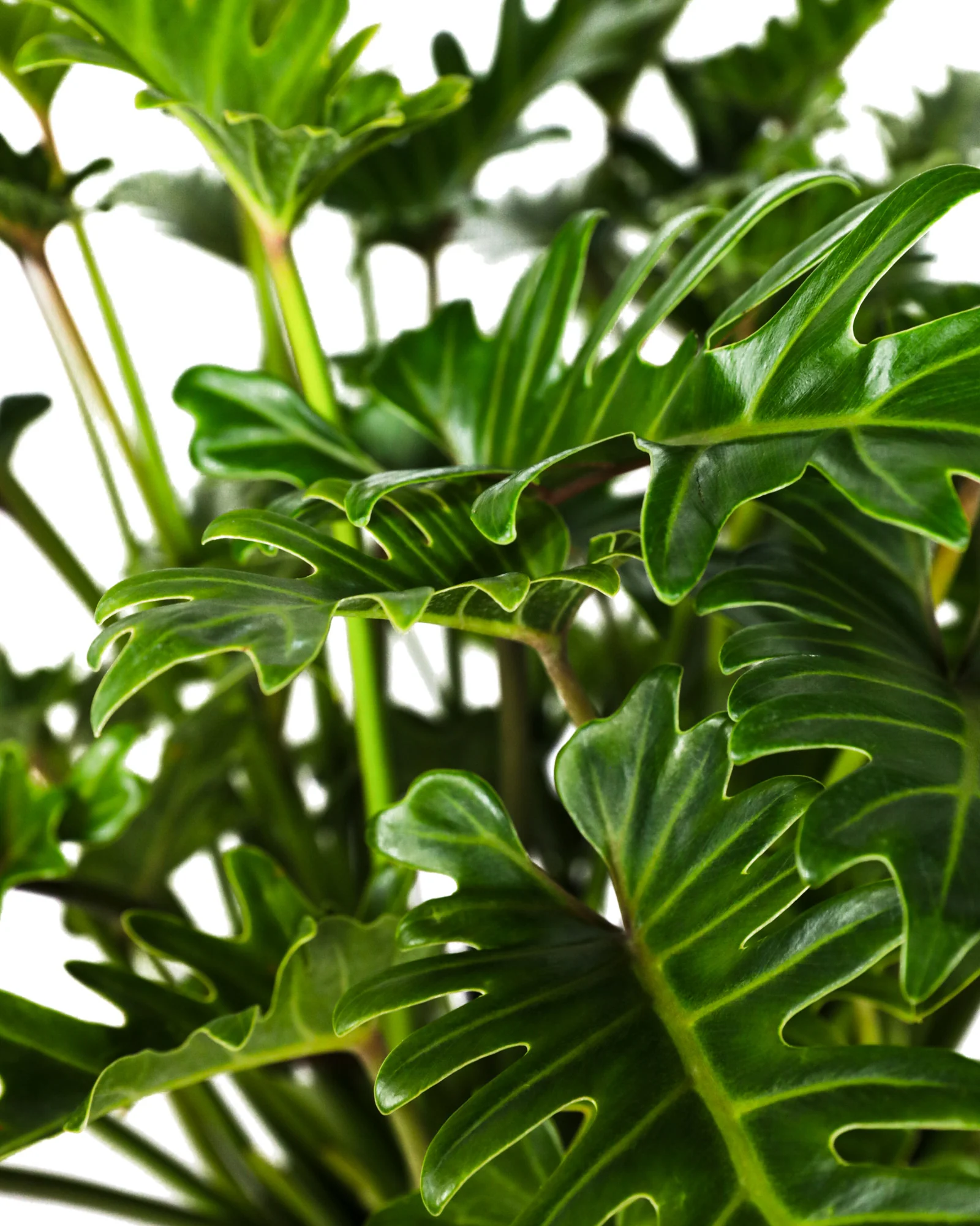 Philodendron Xanadu Winterbourn - Image 4