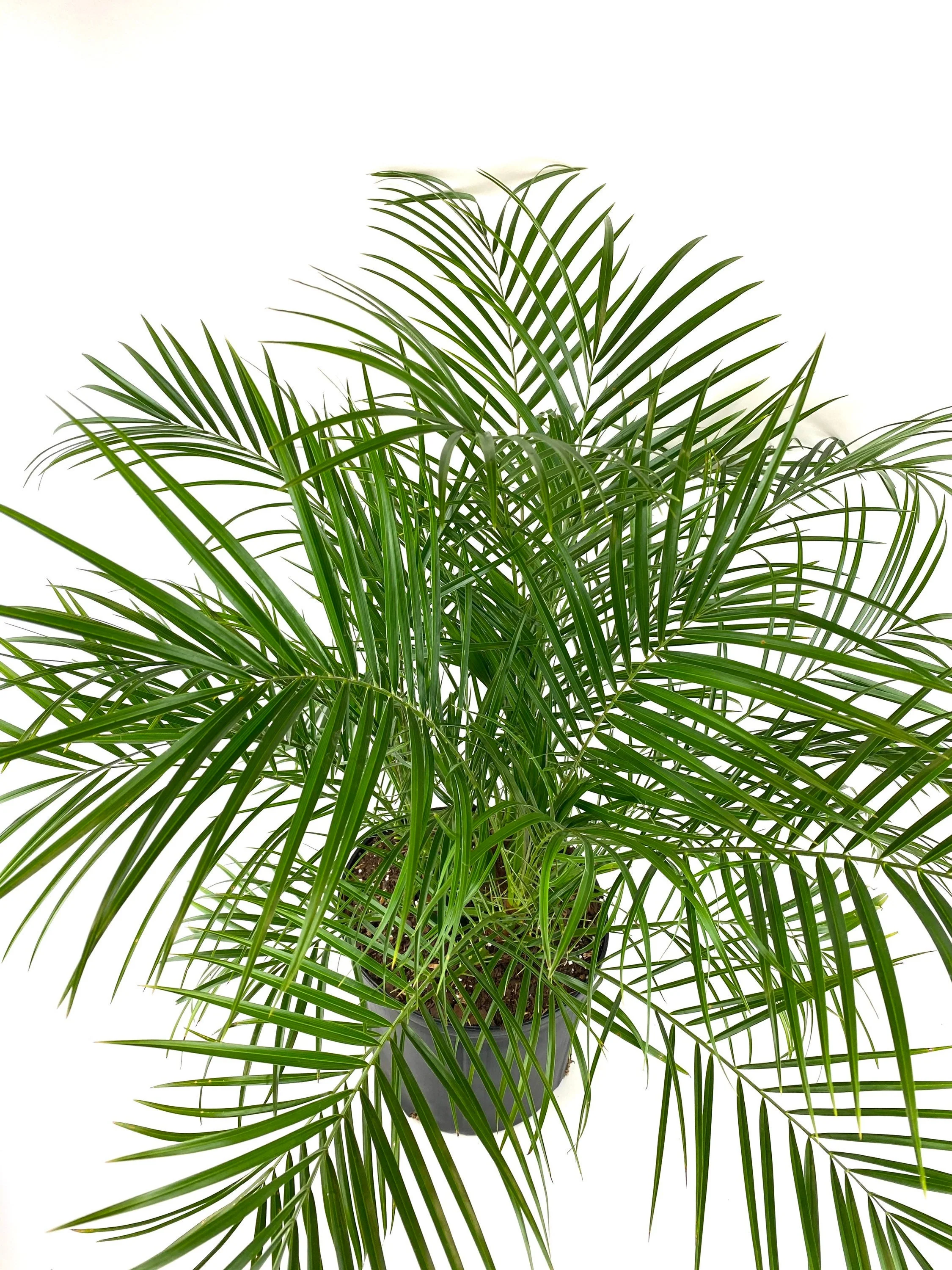 Date Palm Tree, Phoenix Roebelinii Pygmy Tropical Palm - Image 6