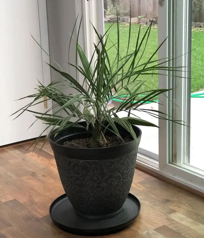 Pindo Palm, Jelly Palm, Cocos Australis - Image 5