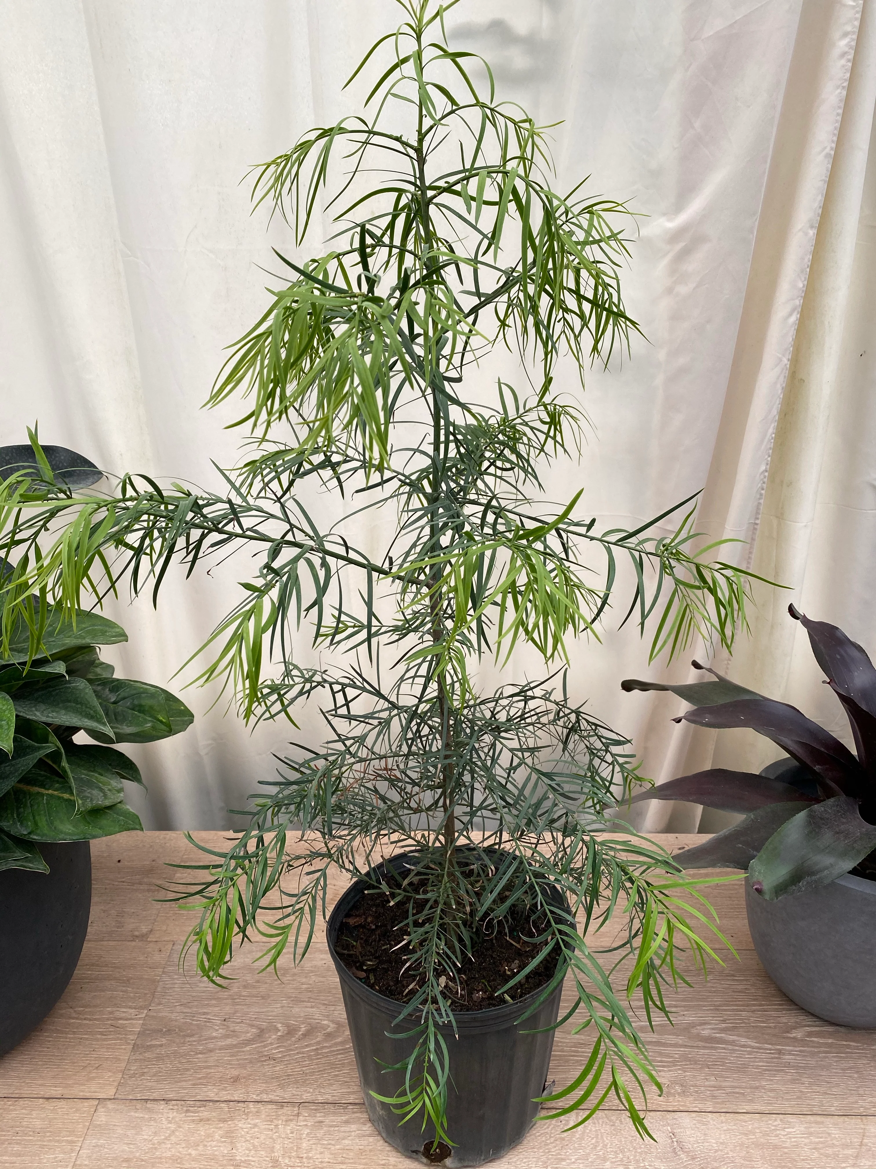 Podocarpus Glacillor Tree, Fern Pine Weeping - Image 3