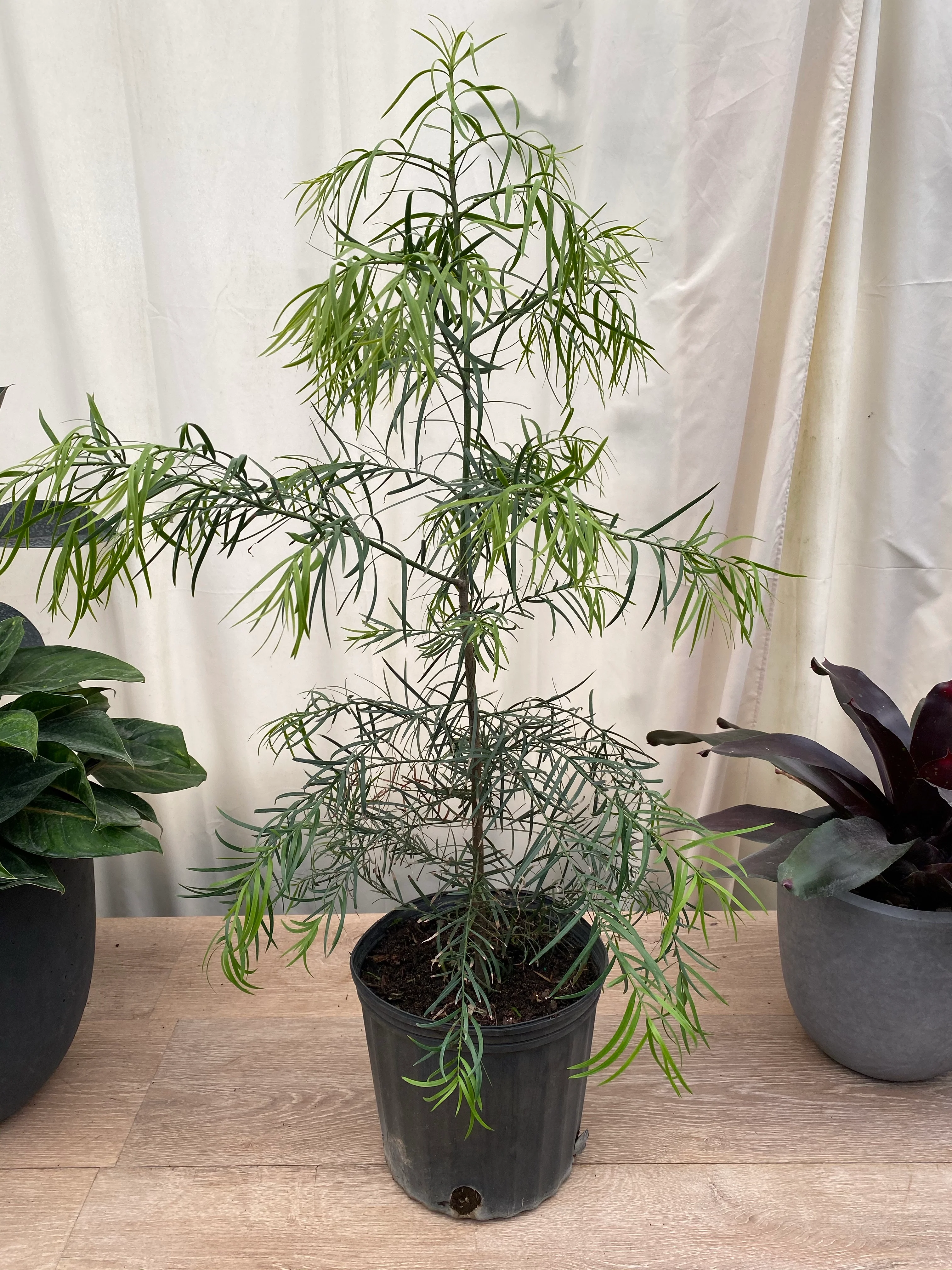 Podocarpus Glacillor Tree, Fern Pine Weeping - Image 4