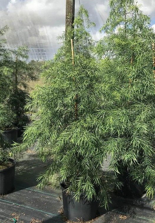 Podocarpus Glacillor Tree, Fern Pine Weeping - Image 5