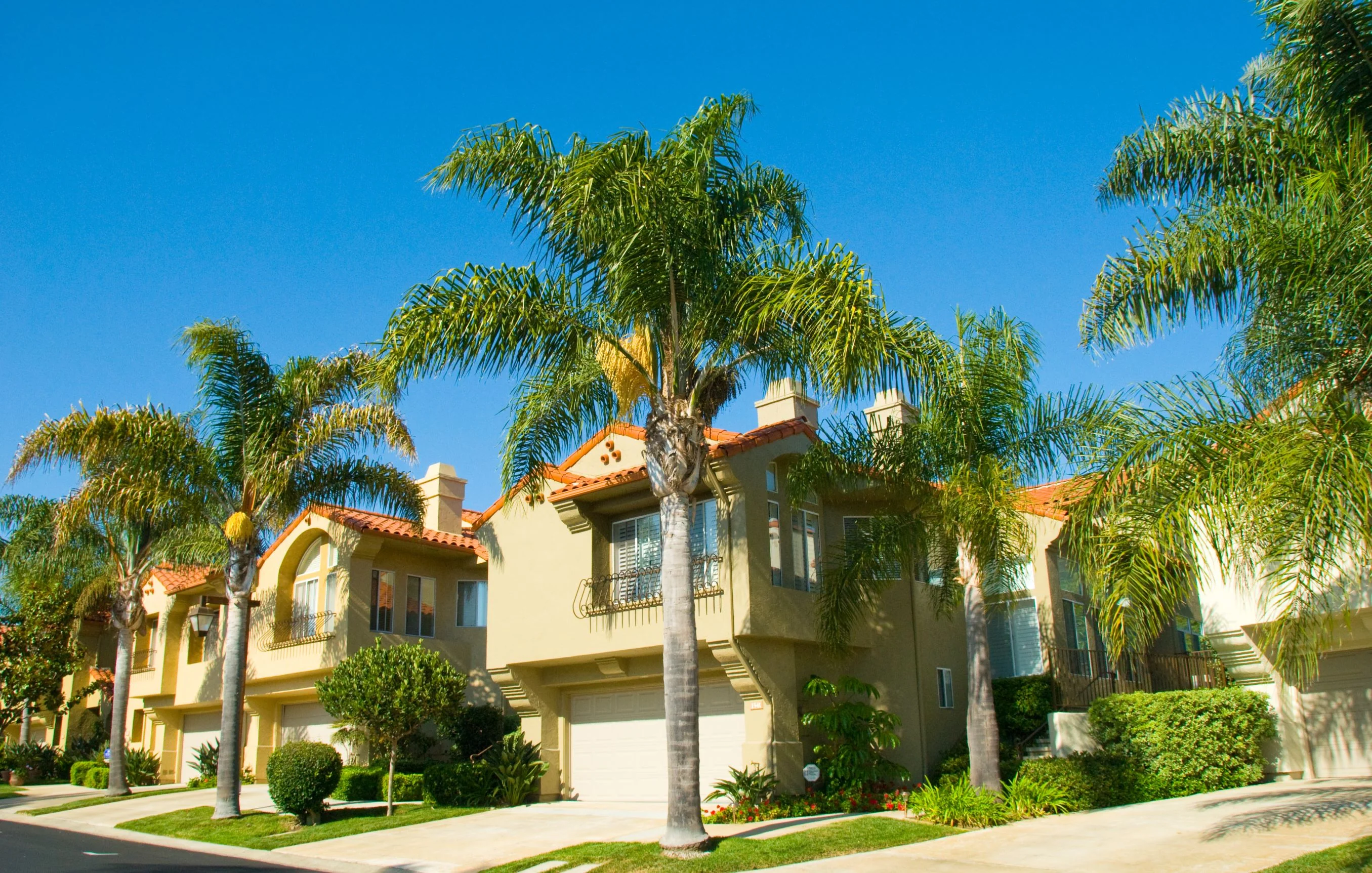 Queen Palm, Cocos Plumosa - Image 4