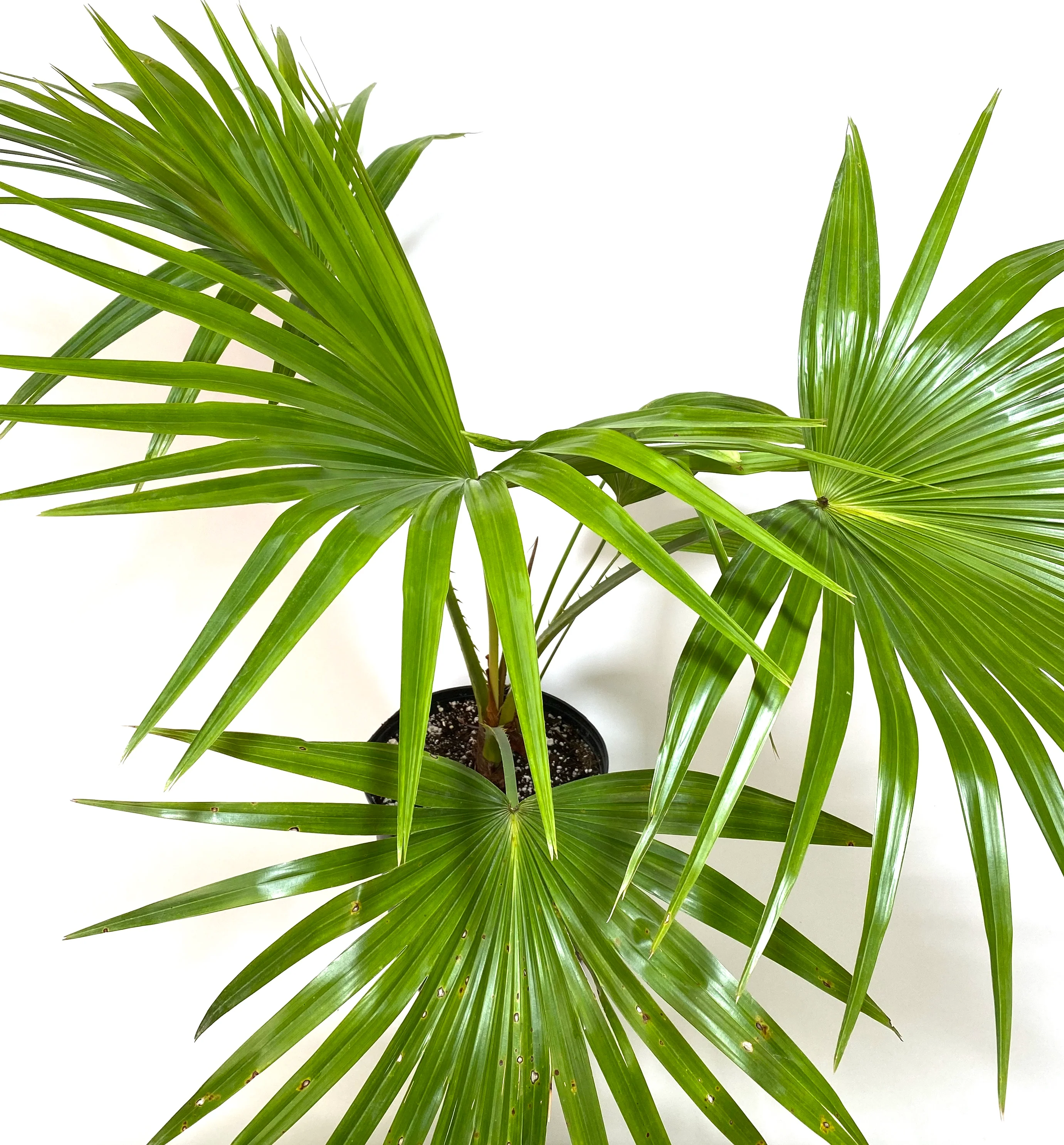 Chinese Fan Palm, Livistona chinensis, Fountain Palm - Image 3