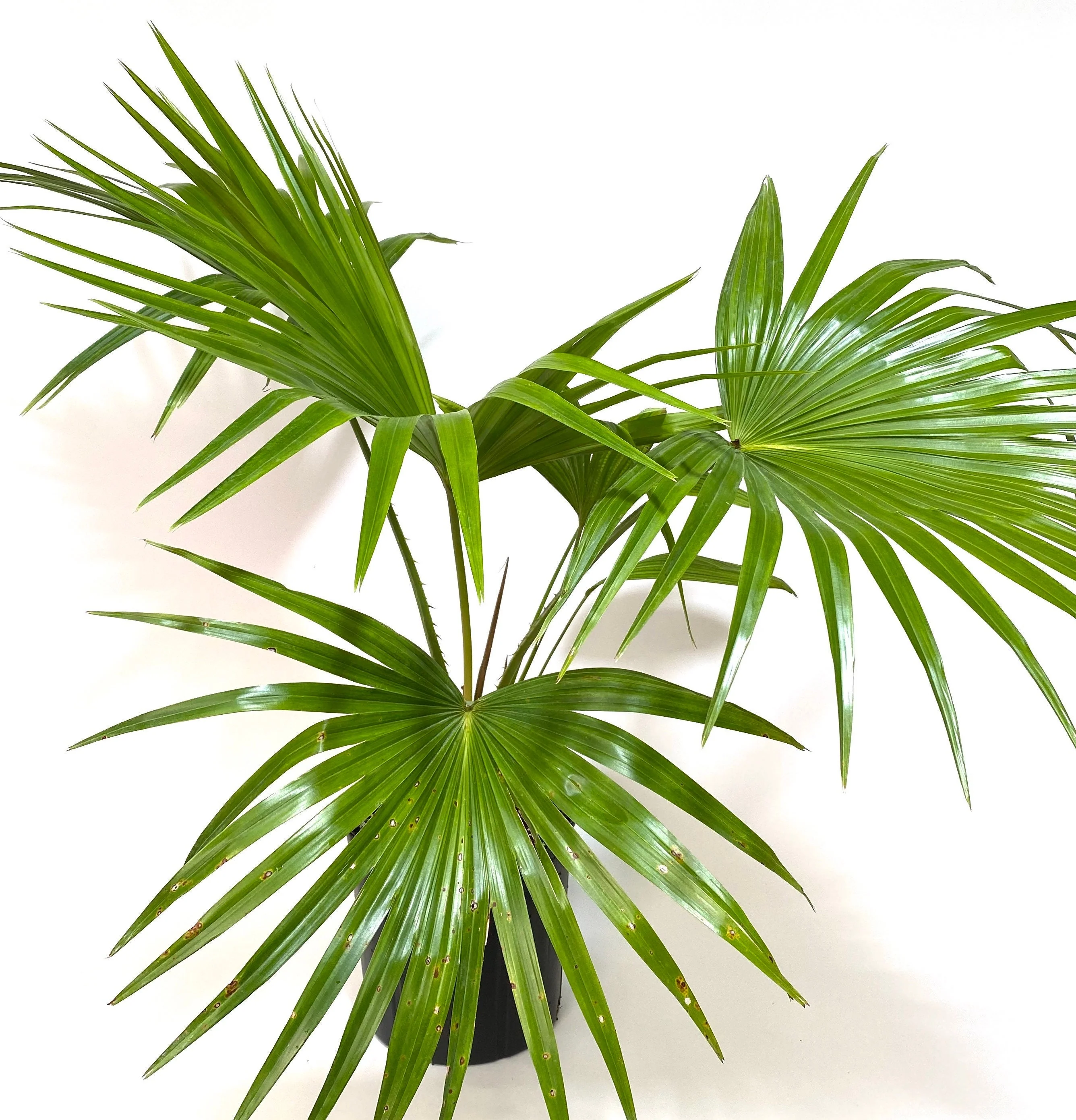 Chinese Fan Palm, Livistona chinensis, Fountain Palm - Image 6