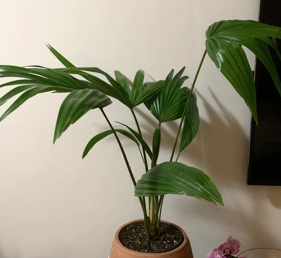 Chinese Fan Palm, Livistona chinensis, Fountain Palm - Image 8