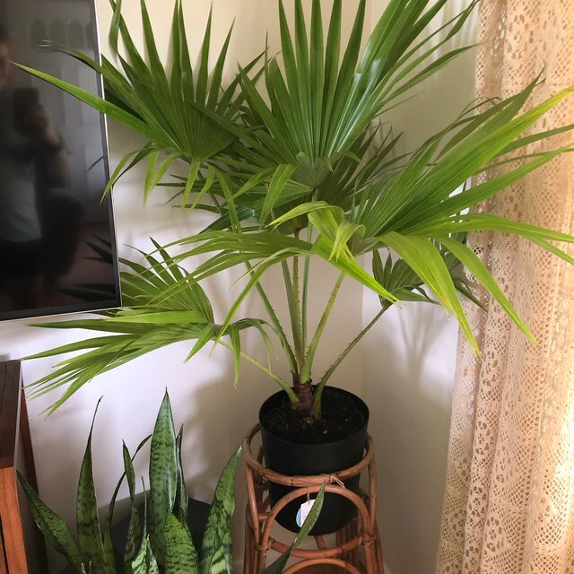 Chinese Fan Palm, Livistona chinensis, Fountain Palm - Image 11