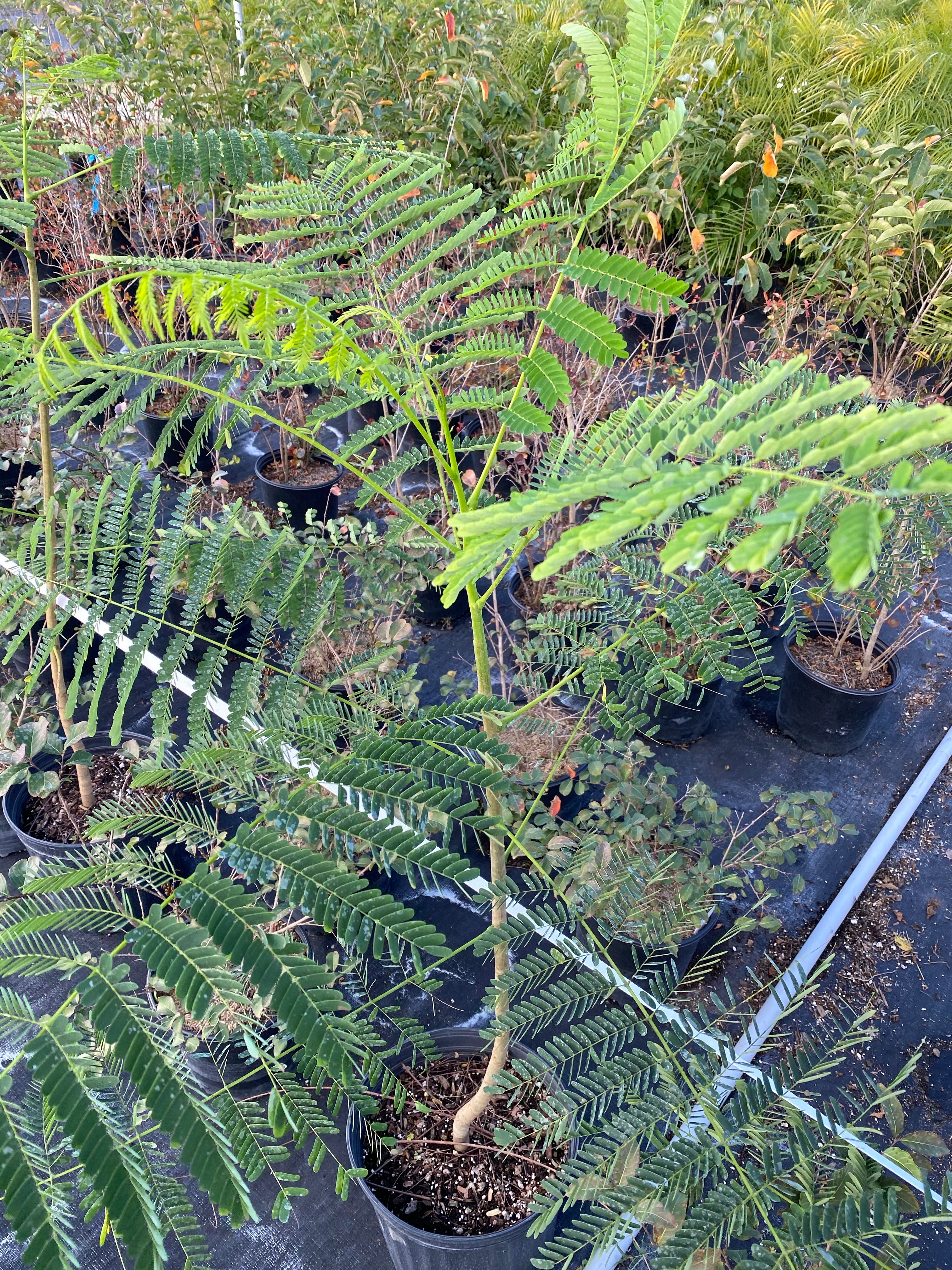 Royal Poinciana, Delonix Regia, Flamboyant Tree, Flame Tree - Image 4