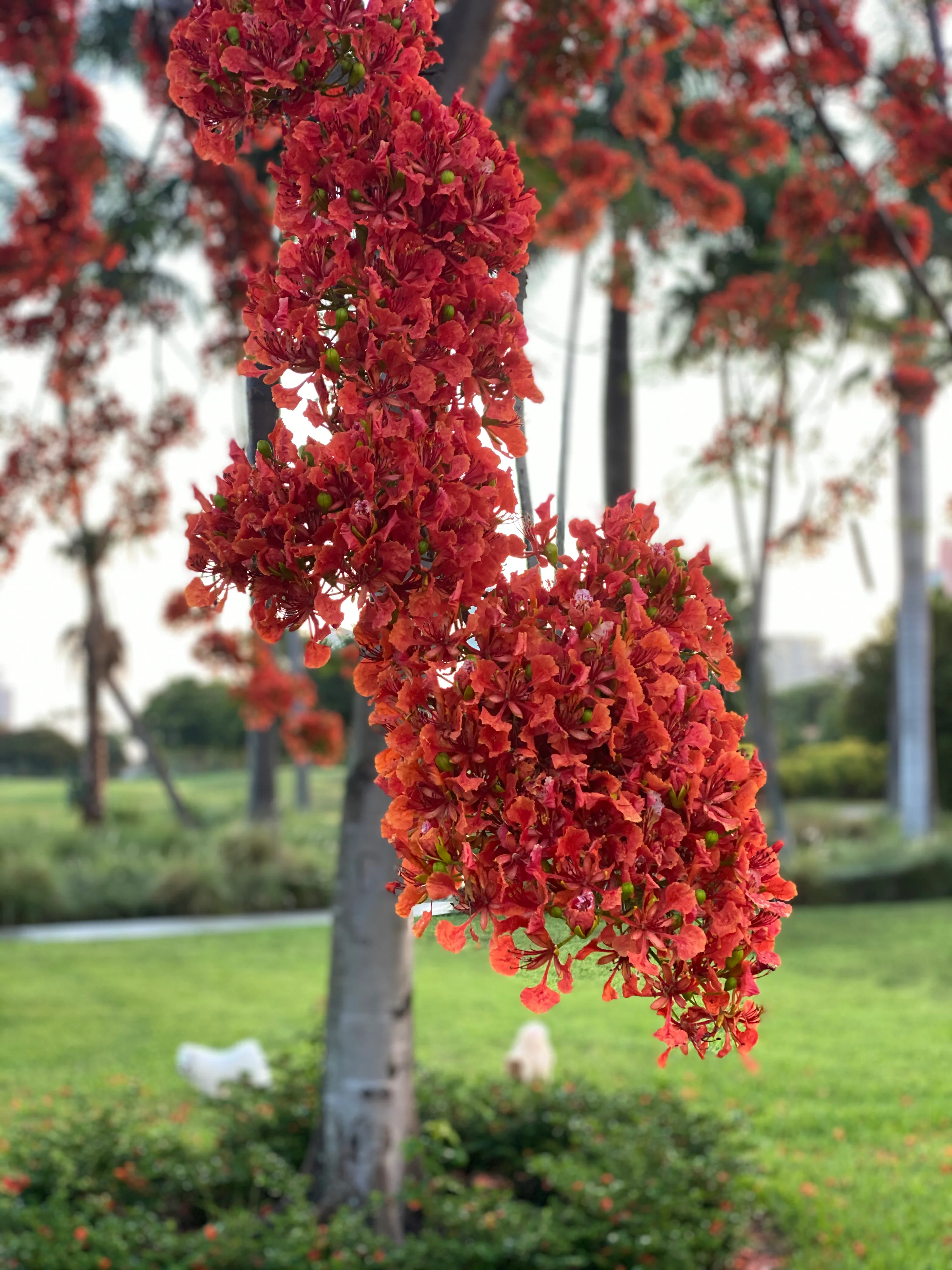 Royal Poinciana, Delonix Regia, Flamboyant Tree, Flame Tree - Image 5