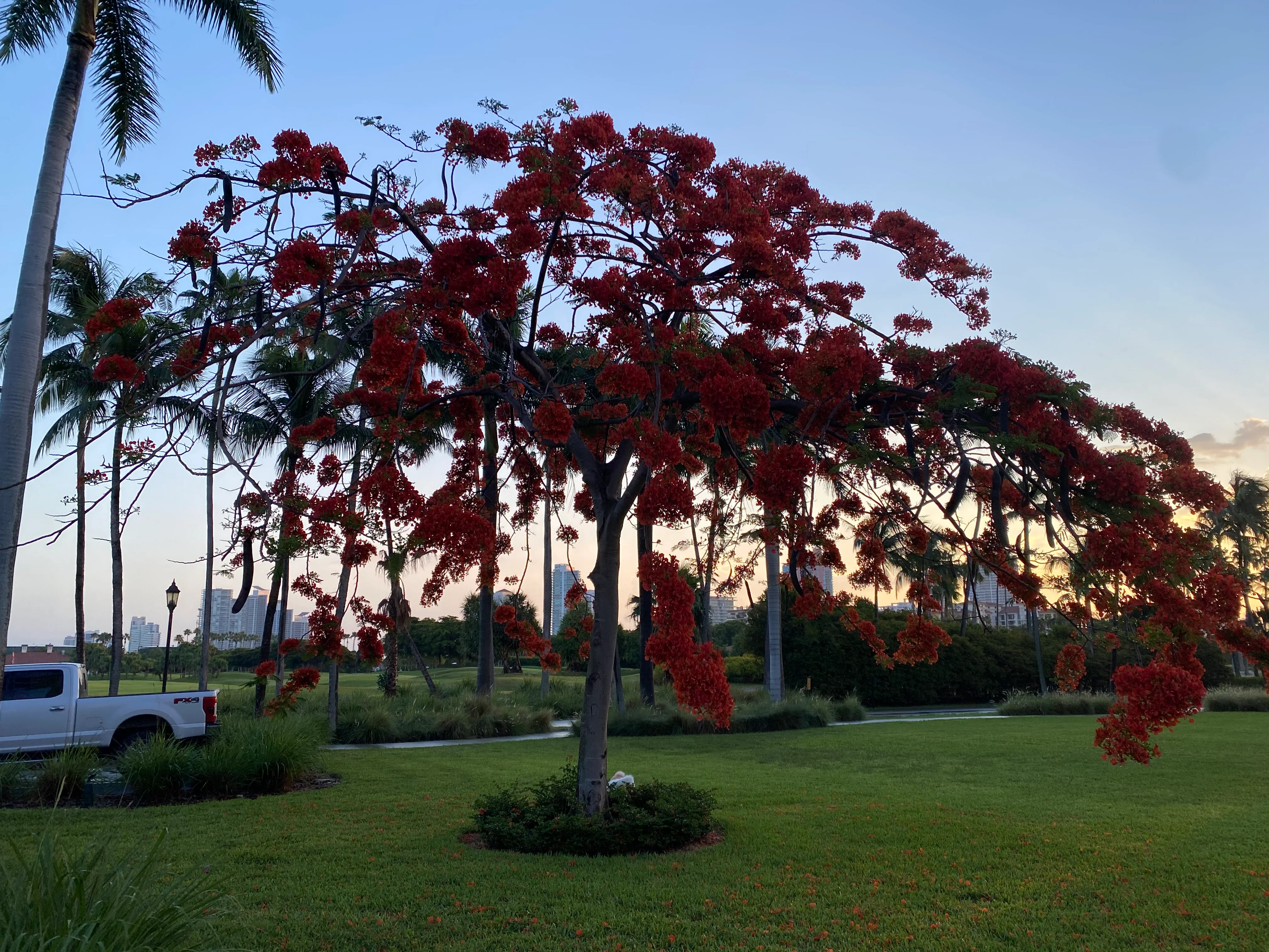 Royal Poinciana, Delonix Regia, Flamboyant Tree, Flame Tree - Image 6