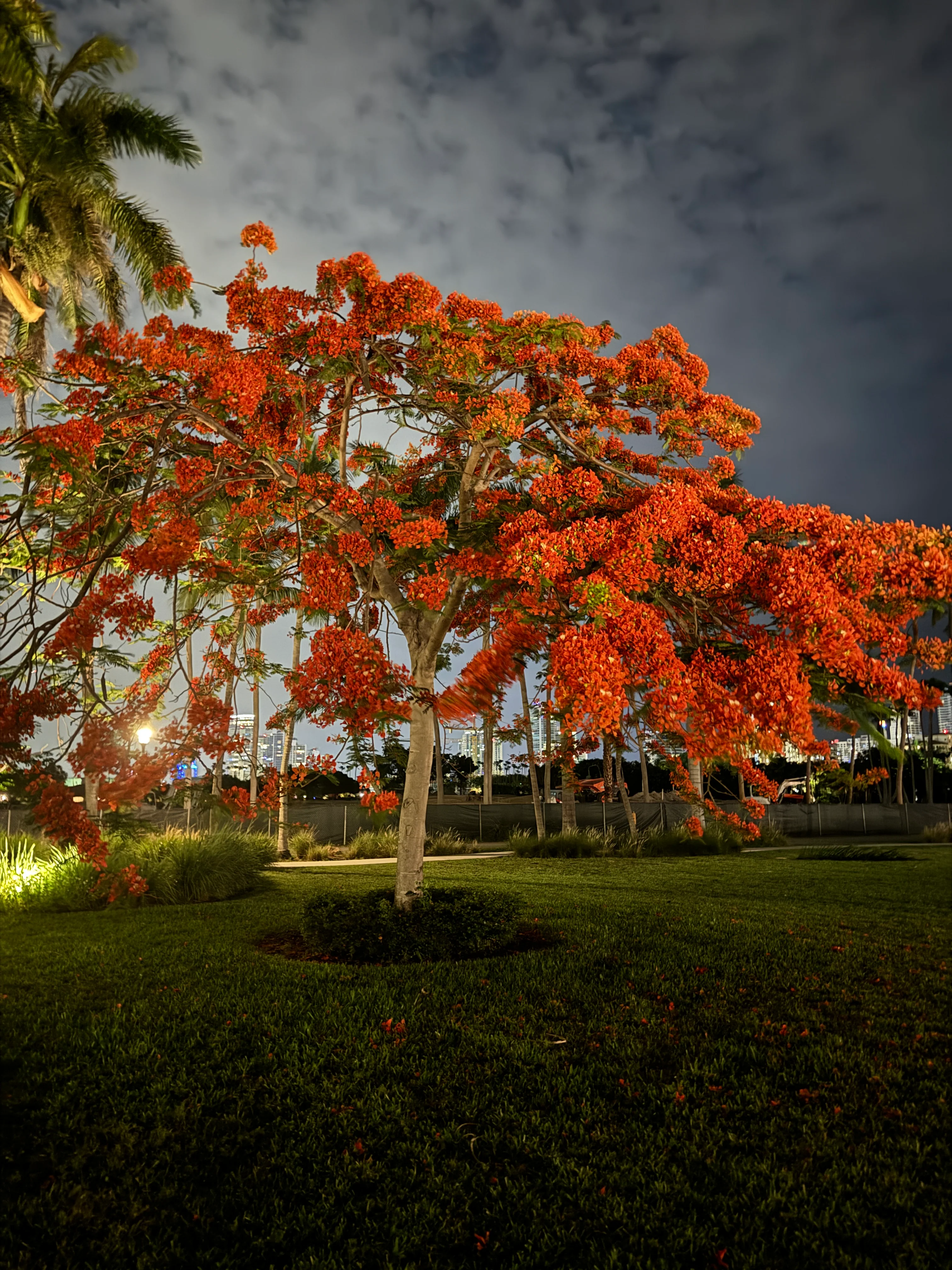 Royal Poinciana, Delonix Regia, Flamboyant Tree, Flame Tree - Image 7