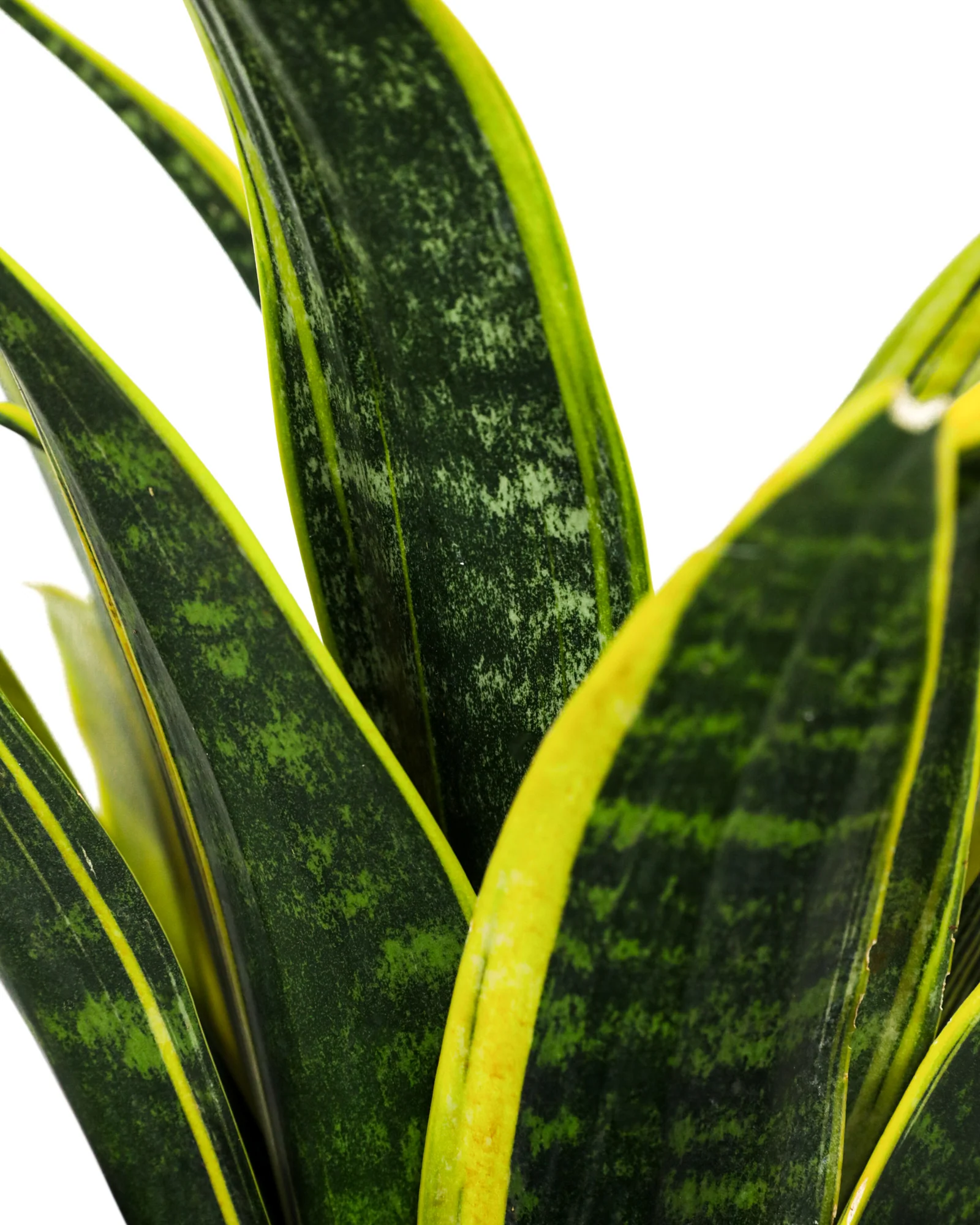 Sansevieria Golden Flame, Snake Plants - Image 3