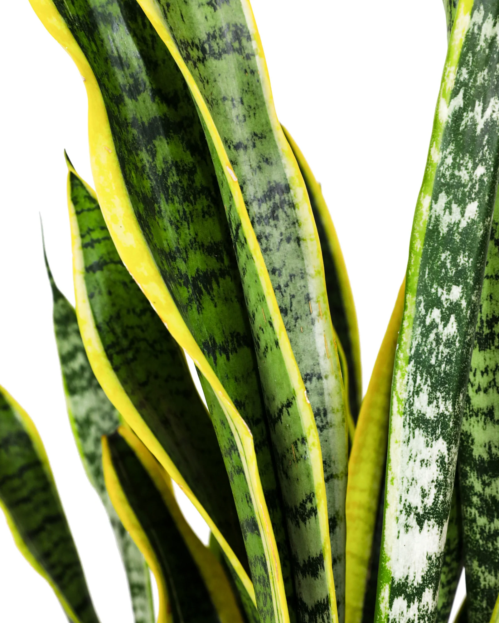 Sansevieria Laurentii, Snake Plants - Image 3