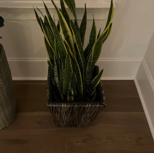 Sansevieria Laurentii, Snake Plants - Image 4