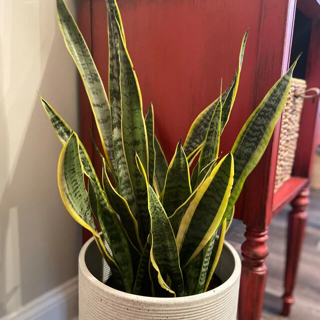 Sansevieria Laurentii, Snake Plants - Image 5