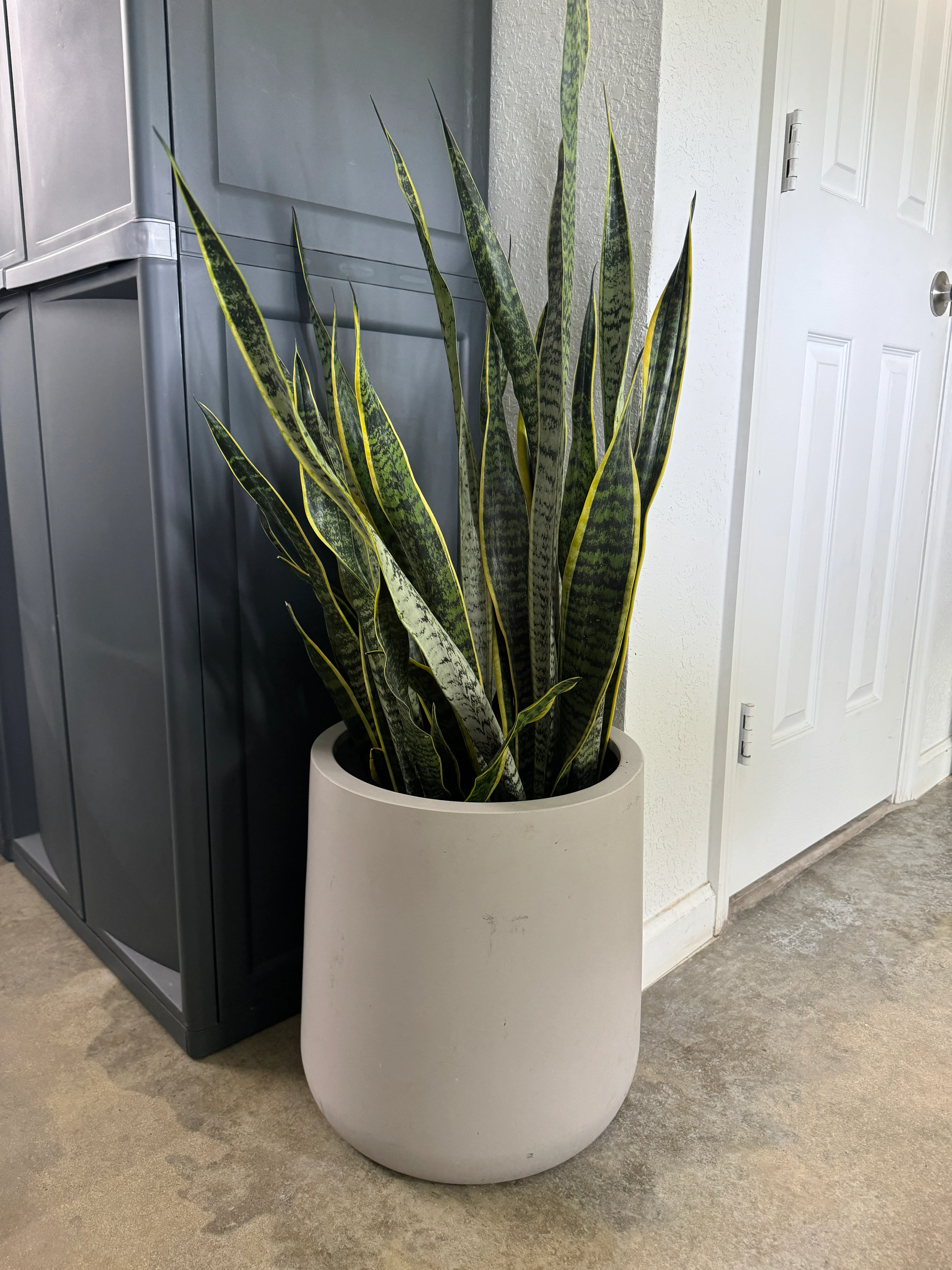 Sansevieria Laurentii, Snake Plants - Image 6