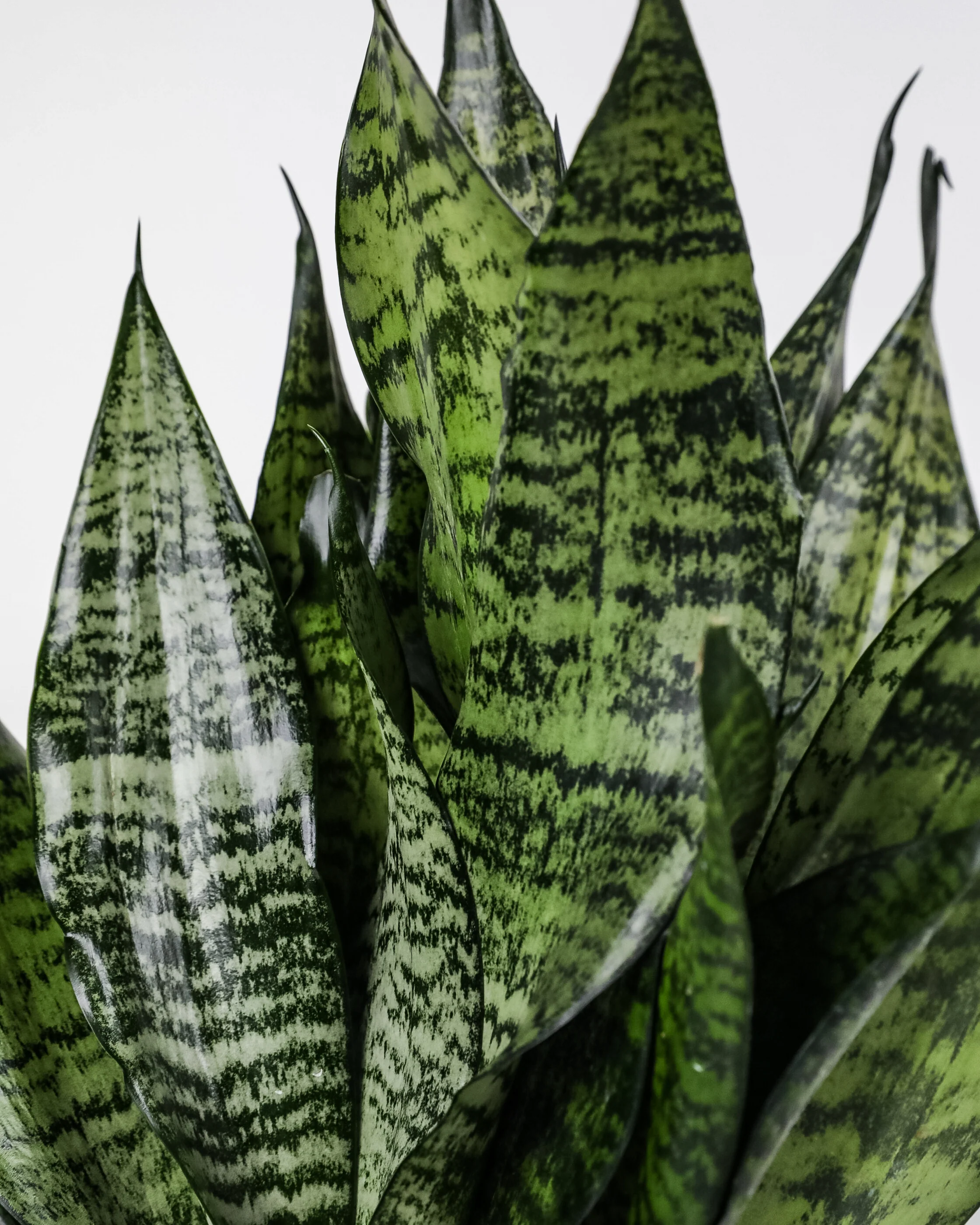 Sansevieria Robusta, Snake Plant - Image 3