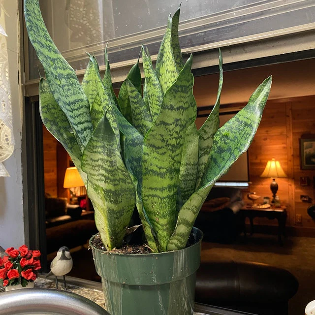Sansevieria Robusta, Snake Plant - Image 4