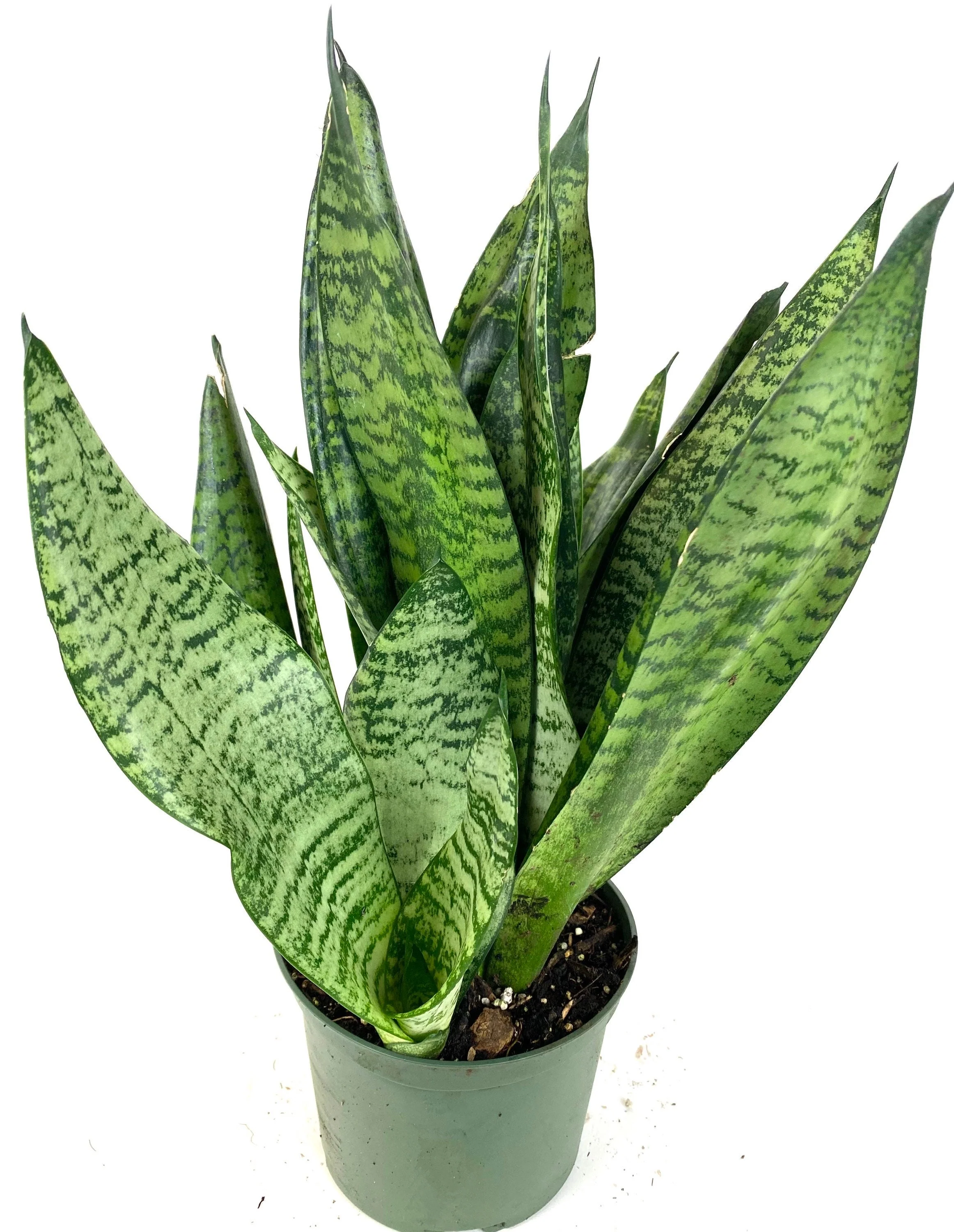 Sansevieria Robusta, Snake Plant - Image 6