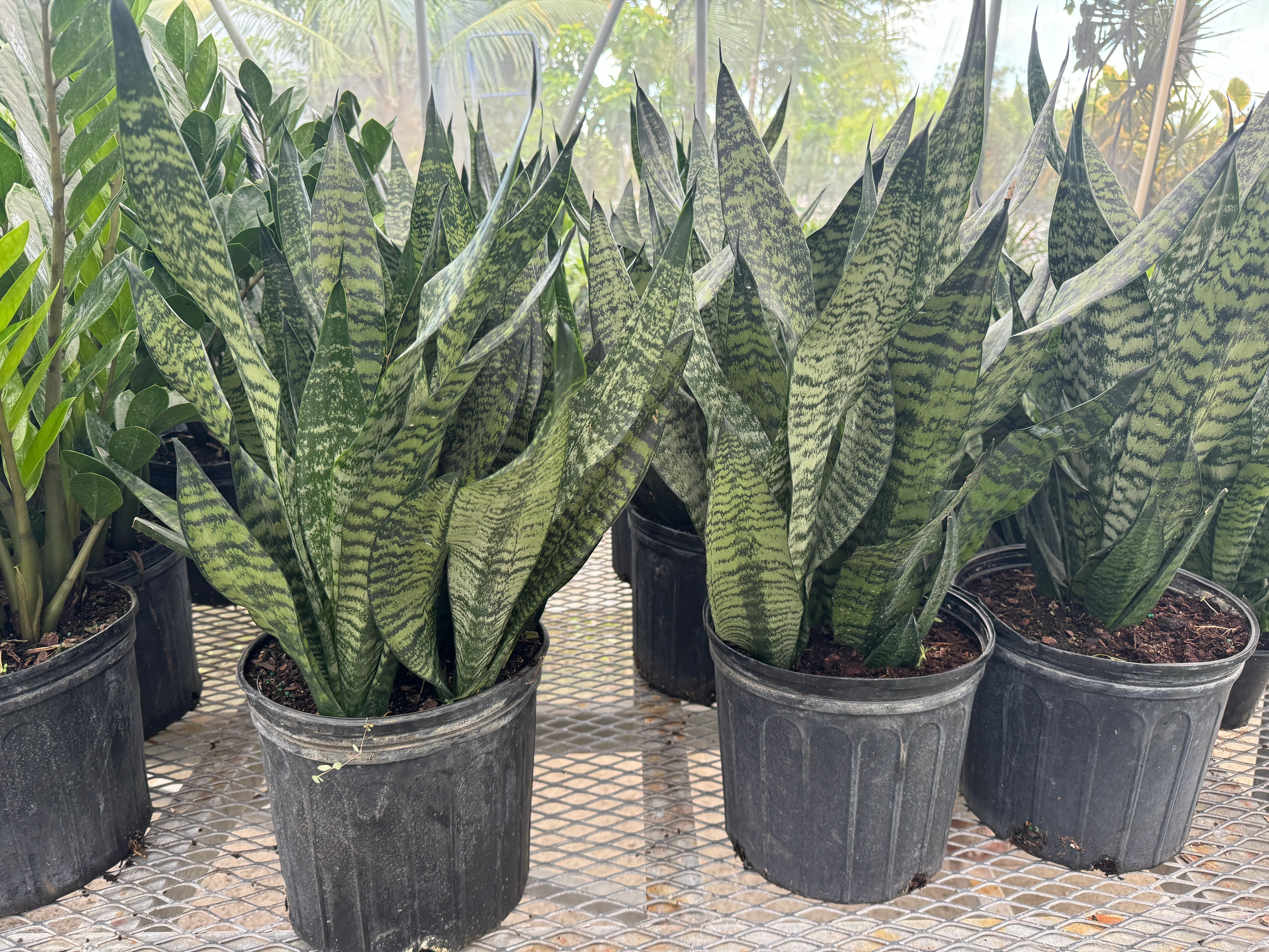 Sansevieria Robusta, Snake Plant - Image 7