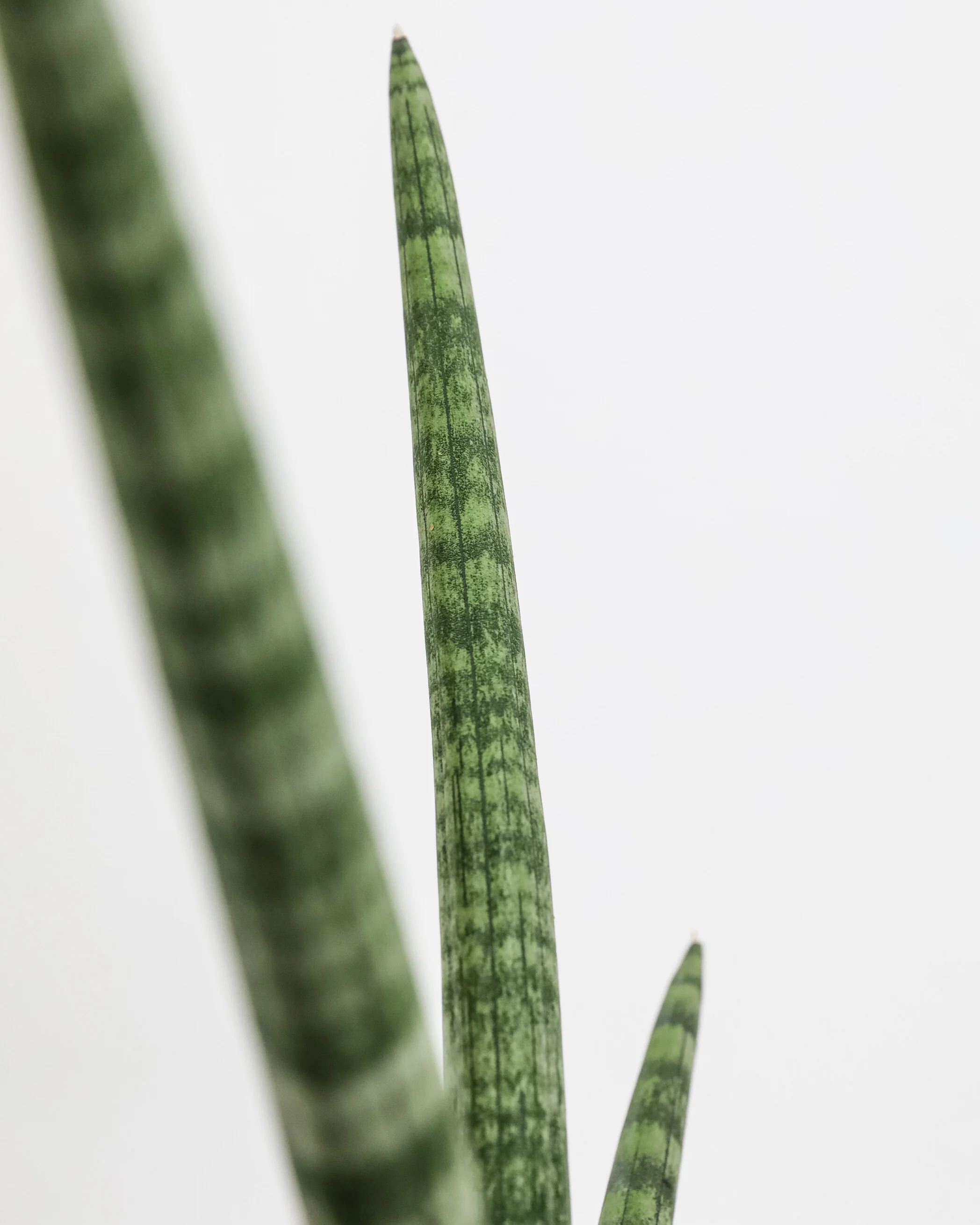 Sansevieria Starfish, Boncel Cylindrica, Snake Plant - Image 3
