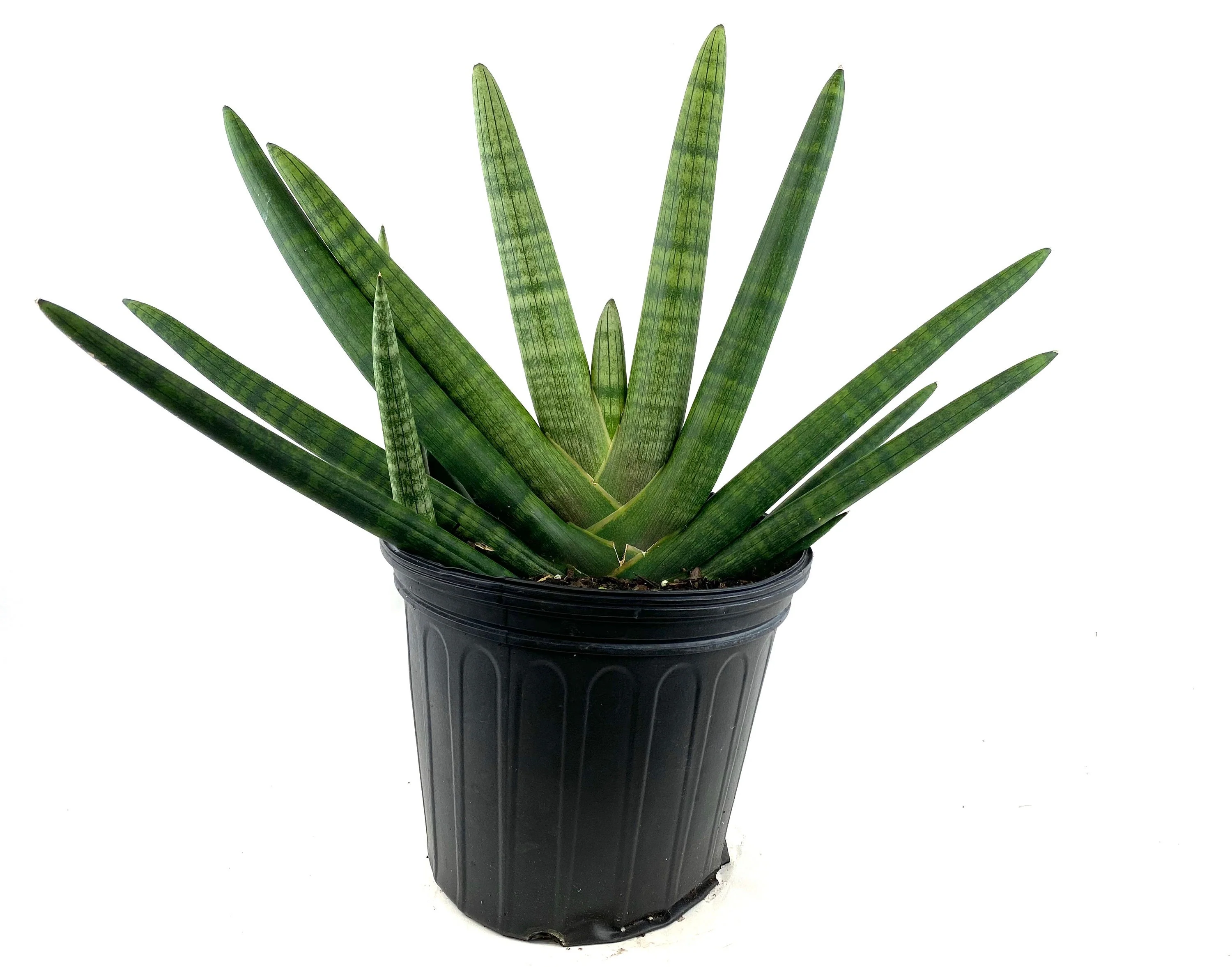 Sansevieria Starfish, Boncel Cylindrica, Snake Plant - Image 4