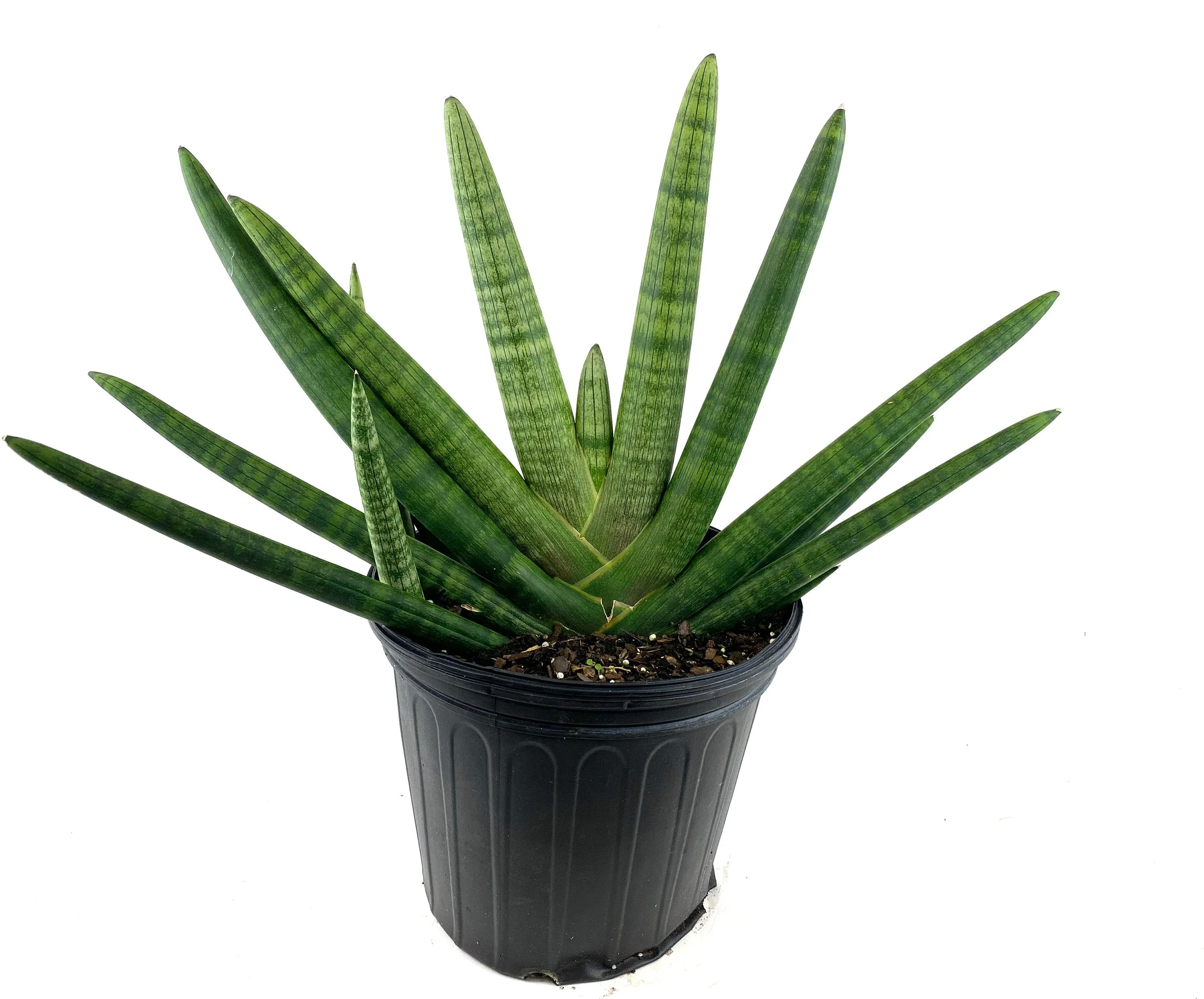 Sansevieria Starfish, Boncel Cylindrica, Snake Plant - Image 5