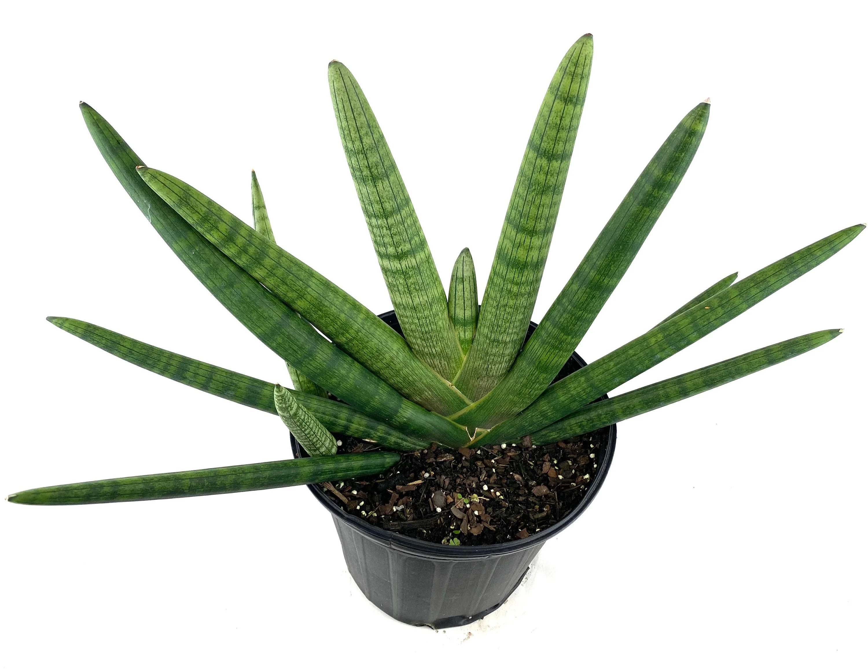Sansevieria Starfish, Boncel Cylindrica, Snake Plant - Image 6