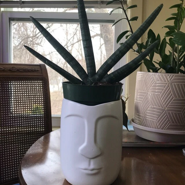 Sansevieria Starfish, Boncel Cylindrica, Snake Plant - Image 7