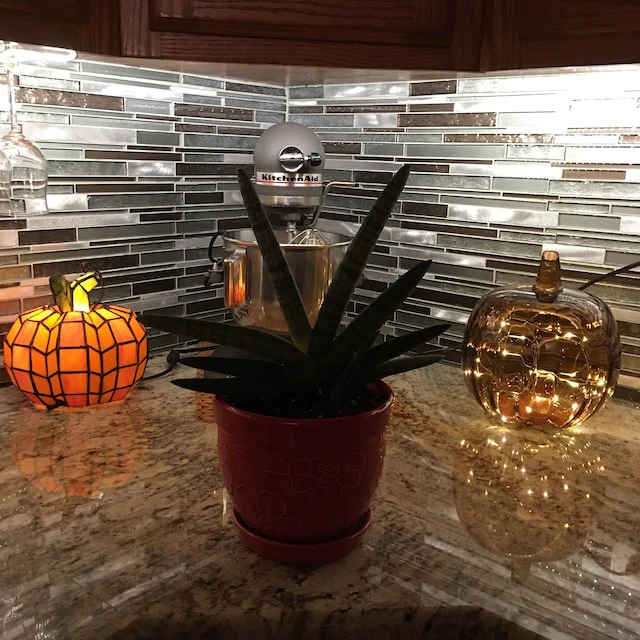 Sansevieria Starfish, Boncel Cylindrica, Snake Plant - Image 8