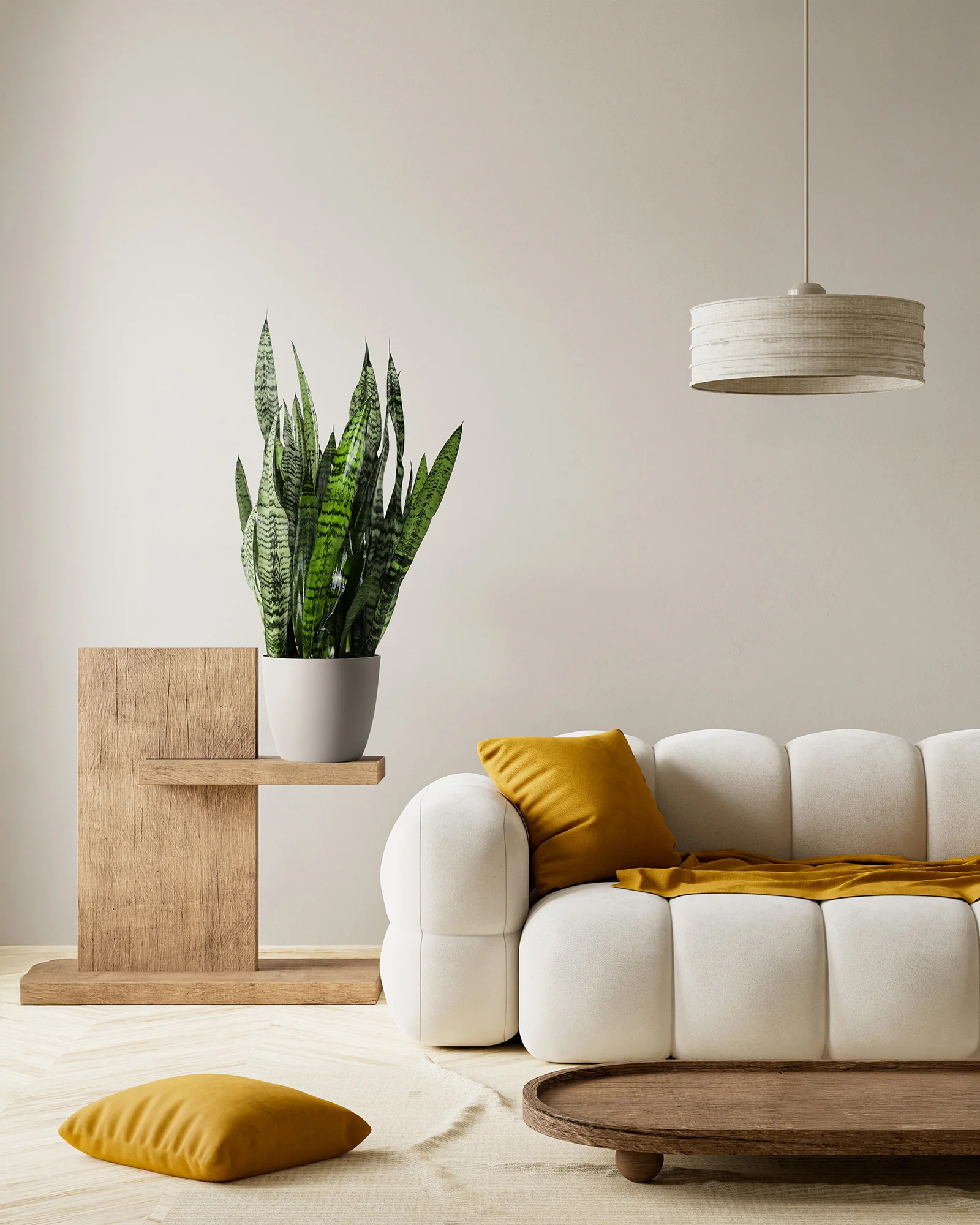 Sansevieria Zeylanica, Snake Plants - Image 3