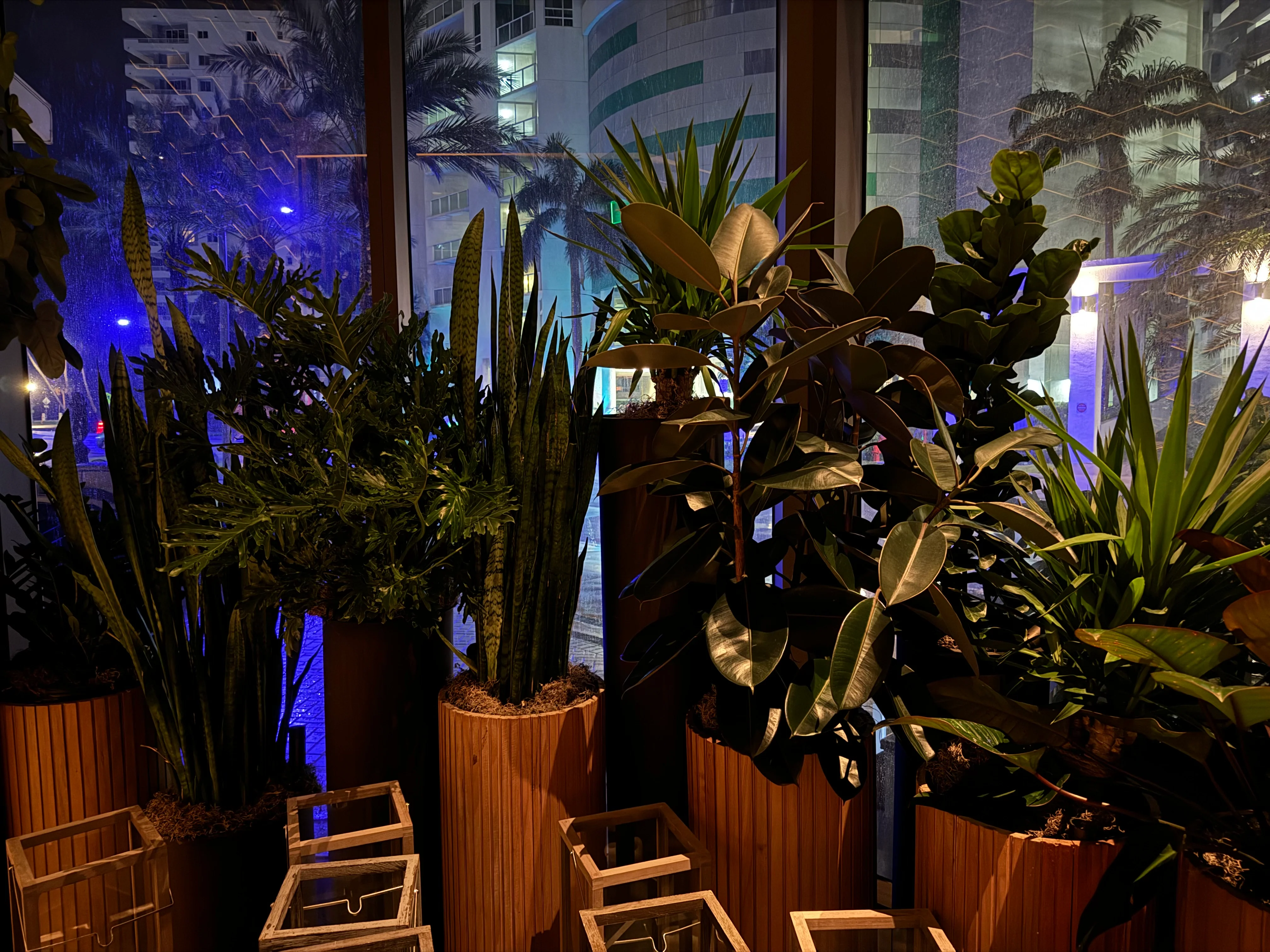 Sansevieria Zeylanica, Snake Plants - Image 4